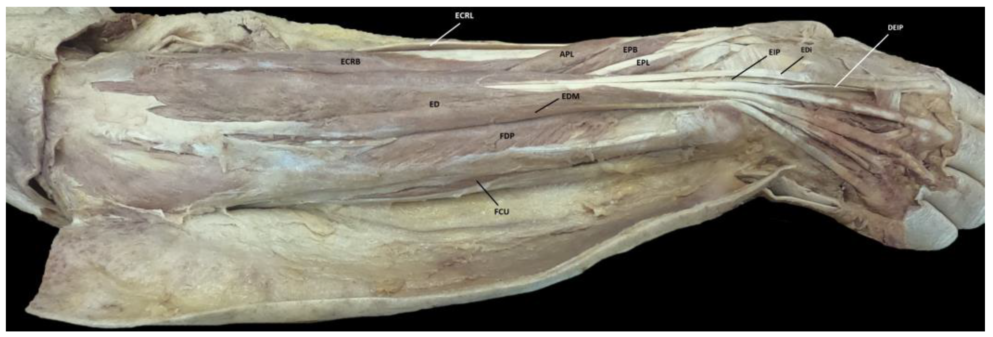Anatomia 02 00010 g003