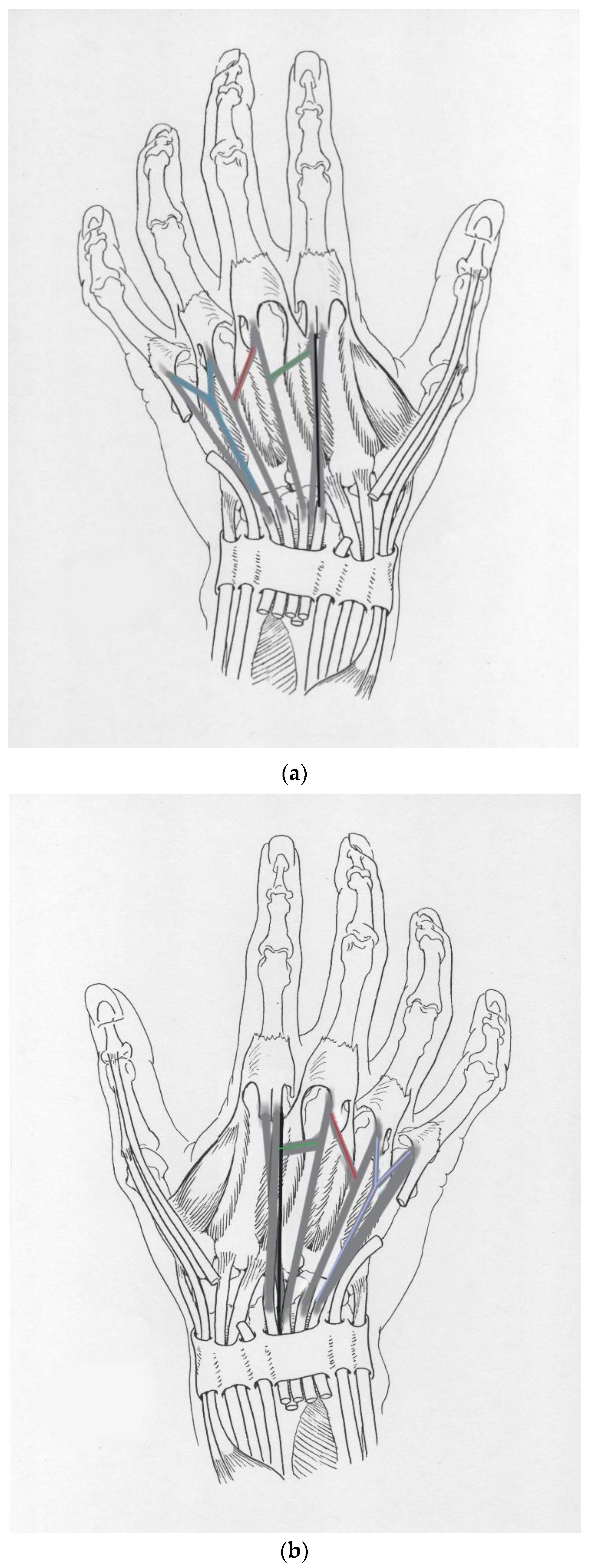 Anatomia 02 00010 g004