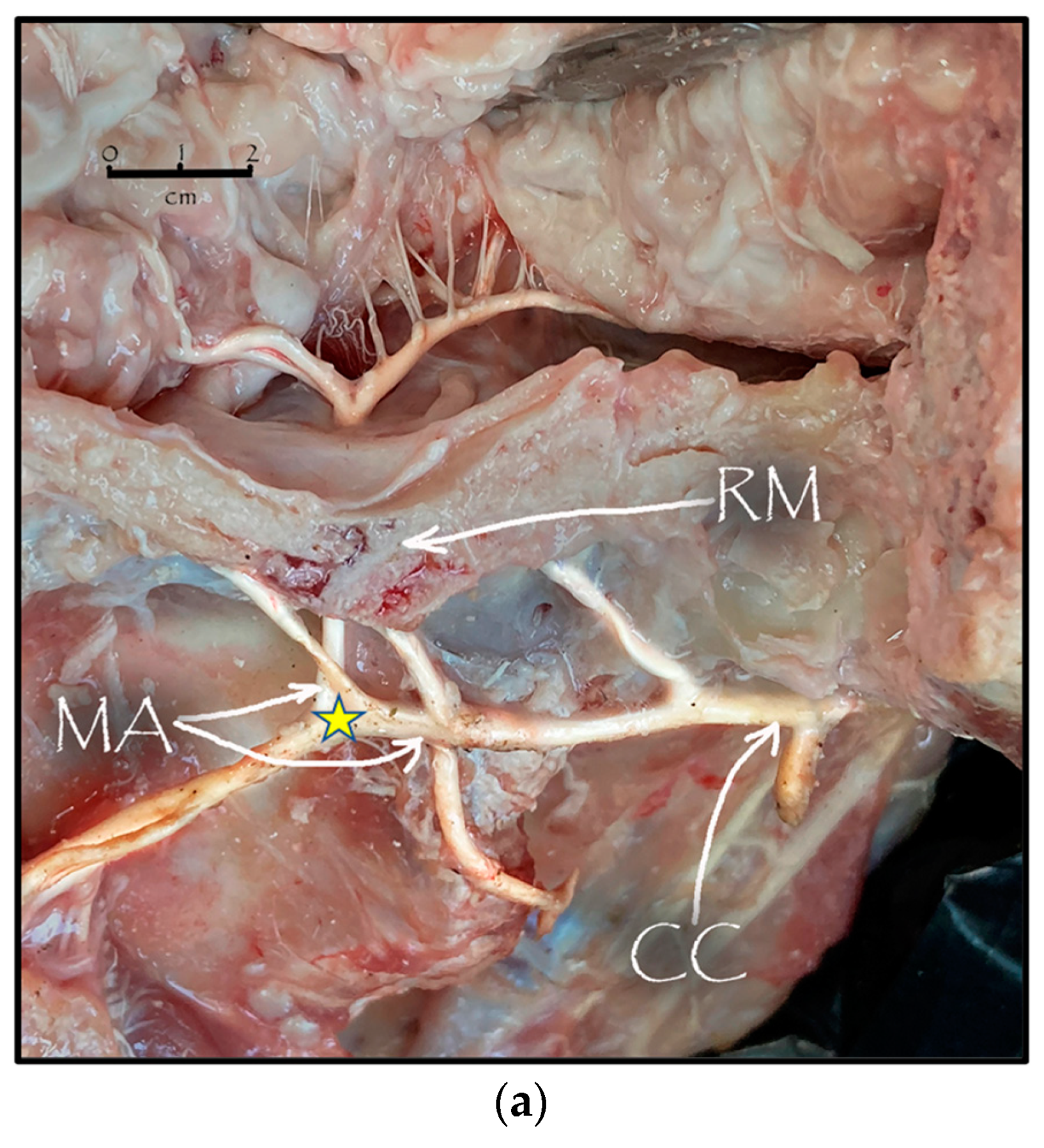 Anatomia 02 00013 g003a Anatomia 02 00013 g003a