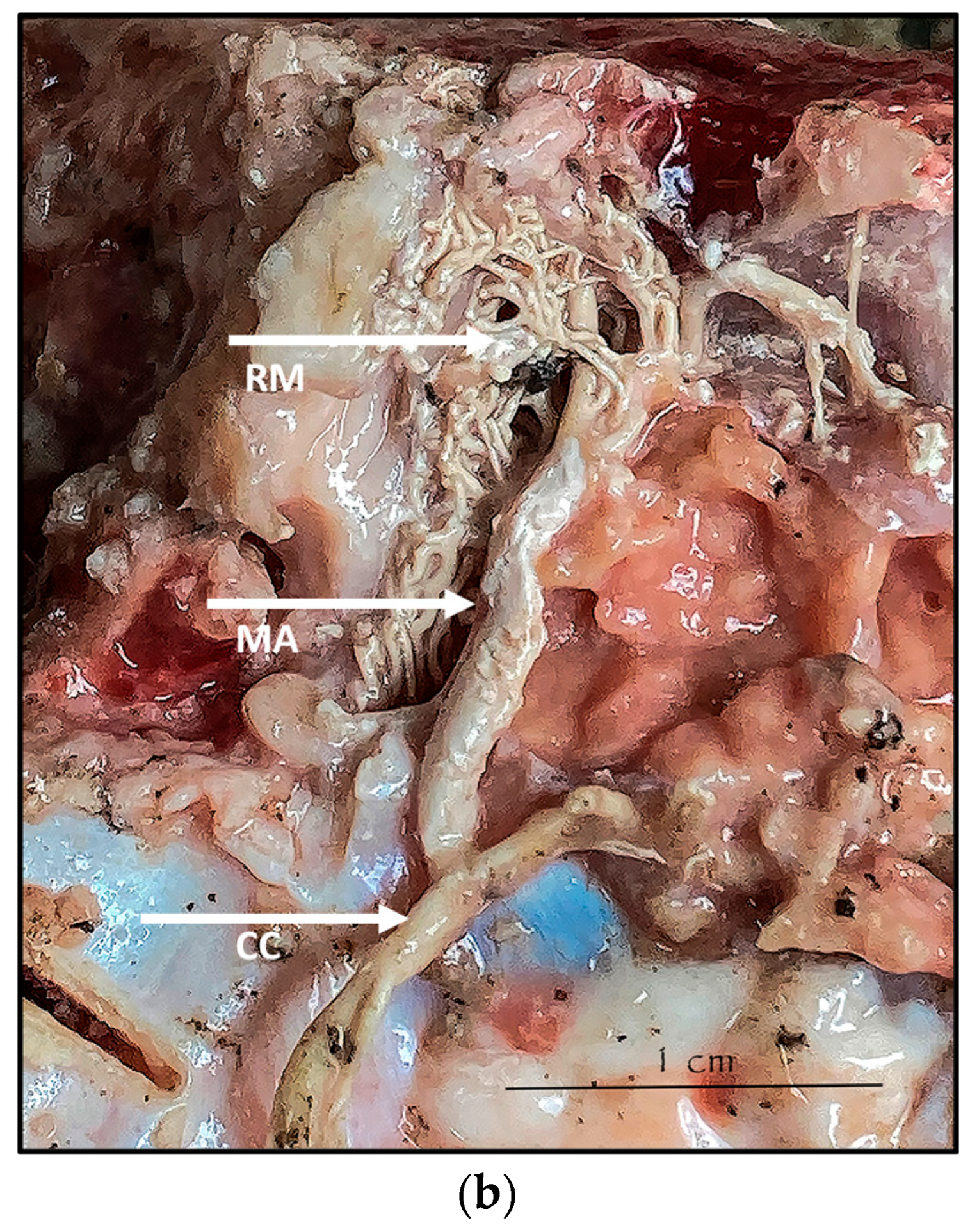 Anatomia 02 00013 g003b Anatomia 02 00013 g003b