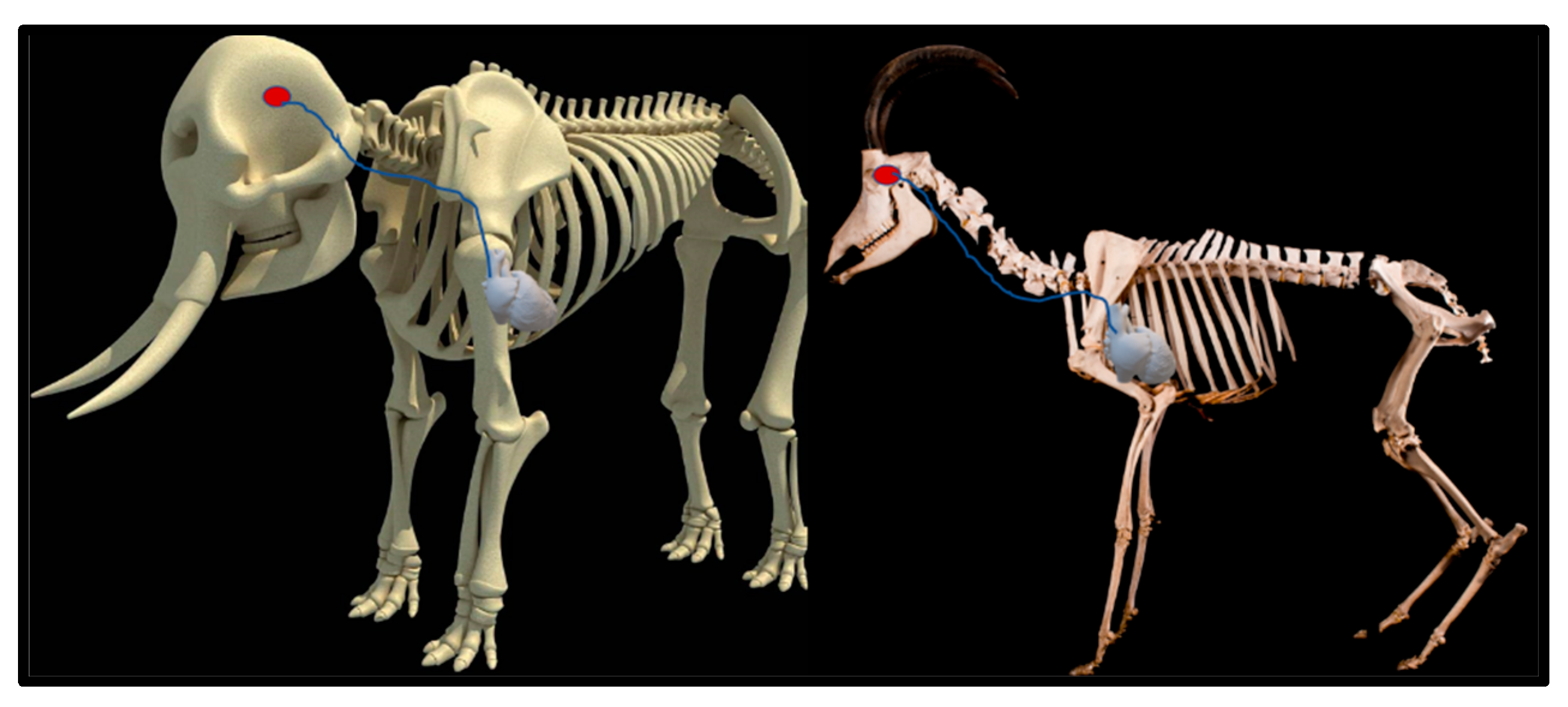 Anatomia 02 00013 g004a Anatomia 02 00013 g004a