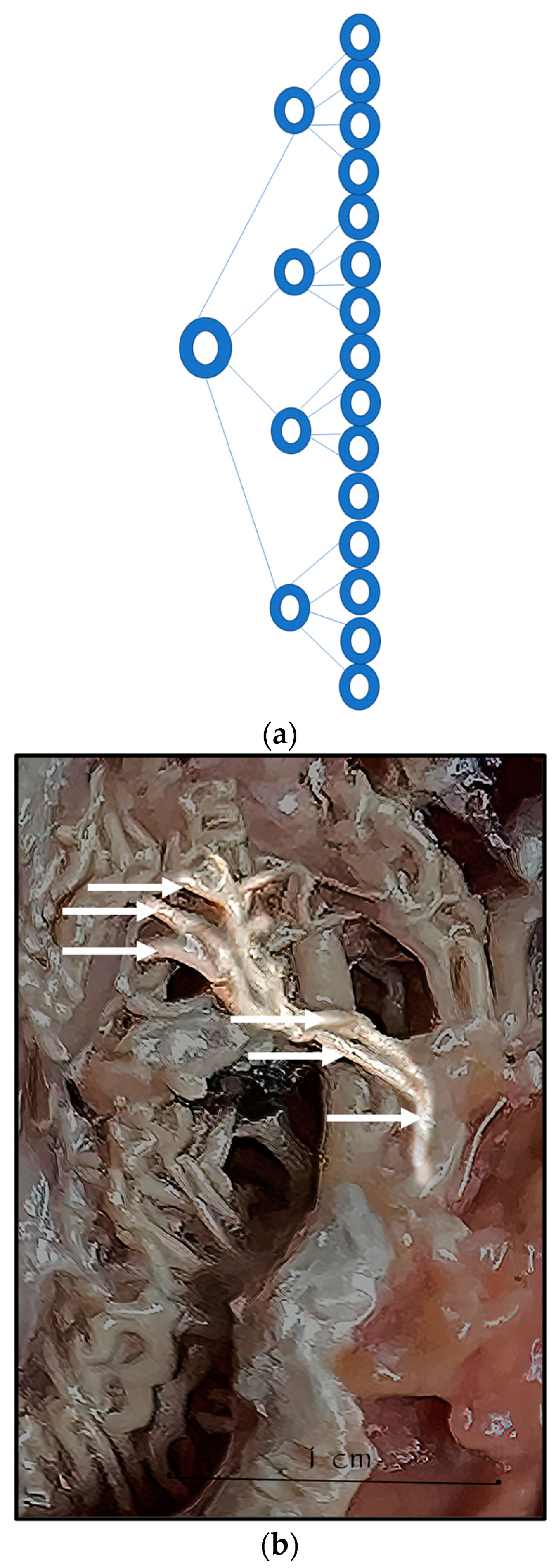 Anatomia 02 00013 g008 Anatomia 02 00013 g008