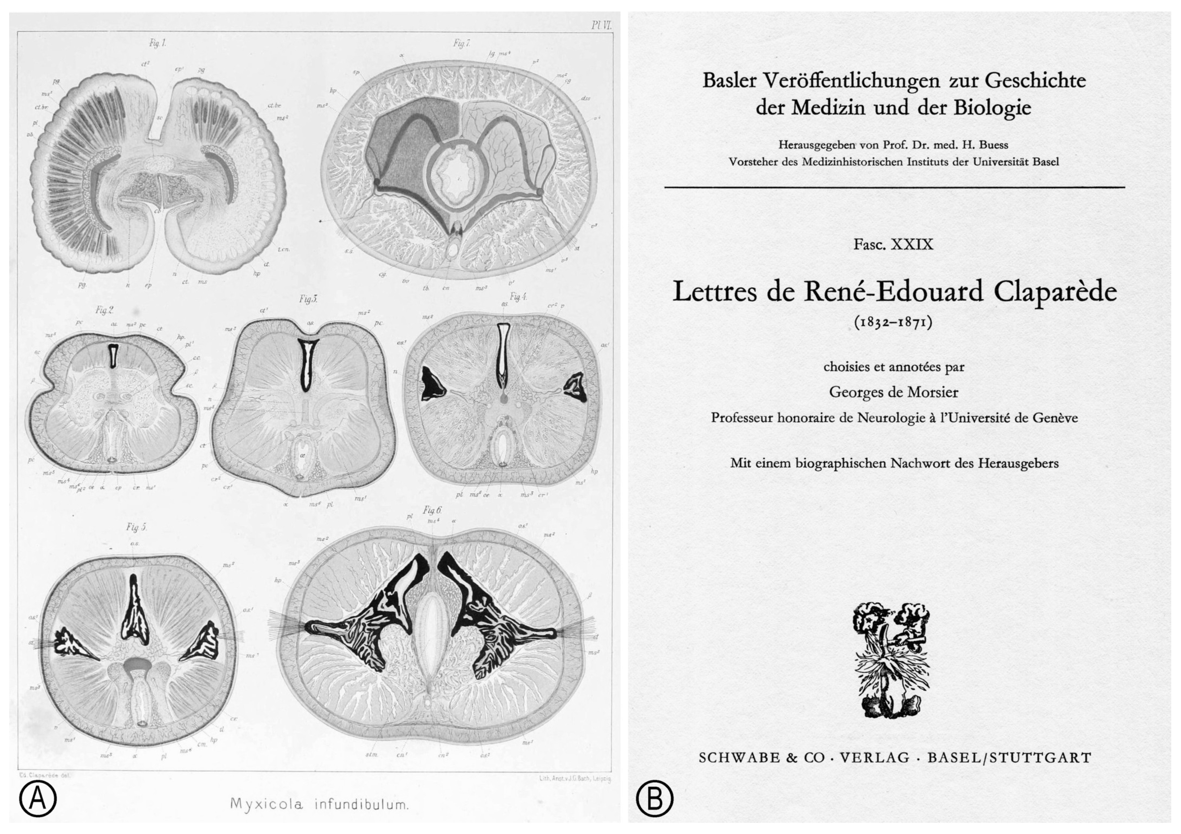 Anatomia 02 00015 g003