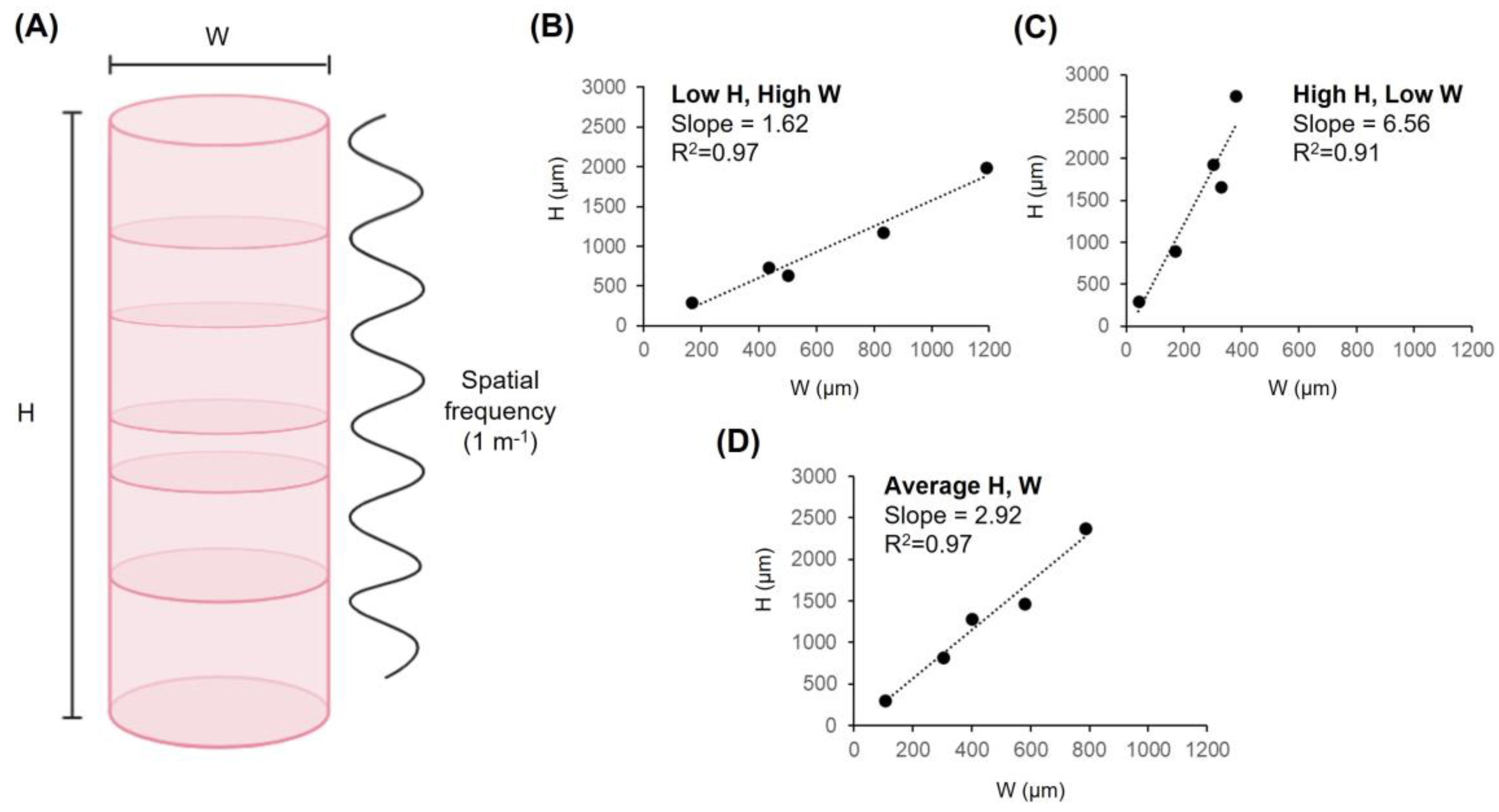 Anatomia 02 00020 g002 Anatomia 02 00020 g002