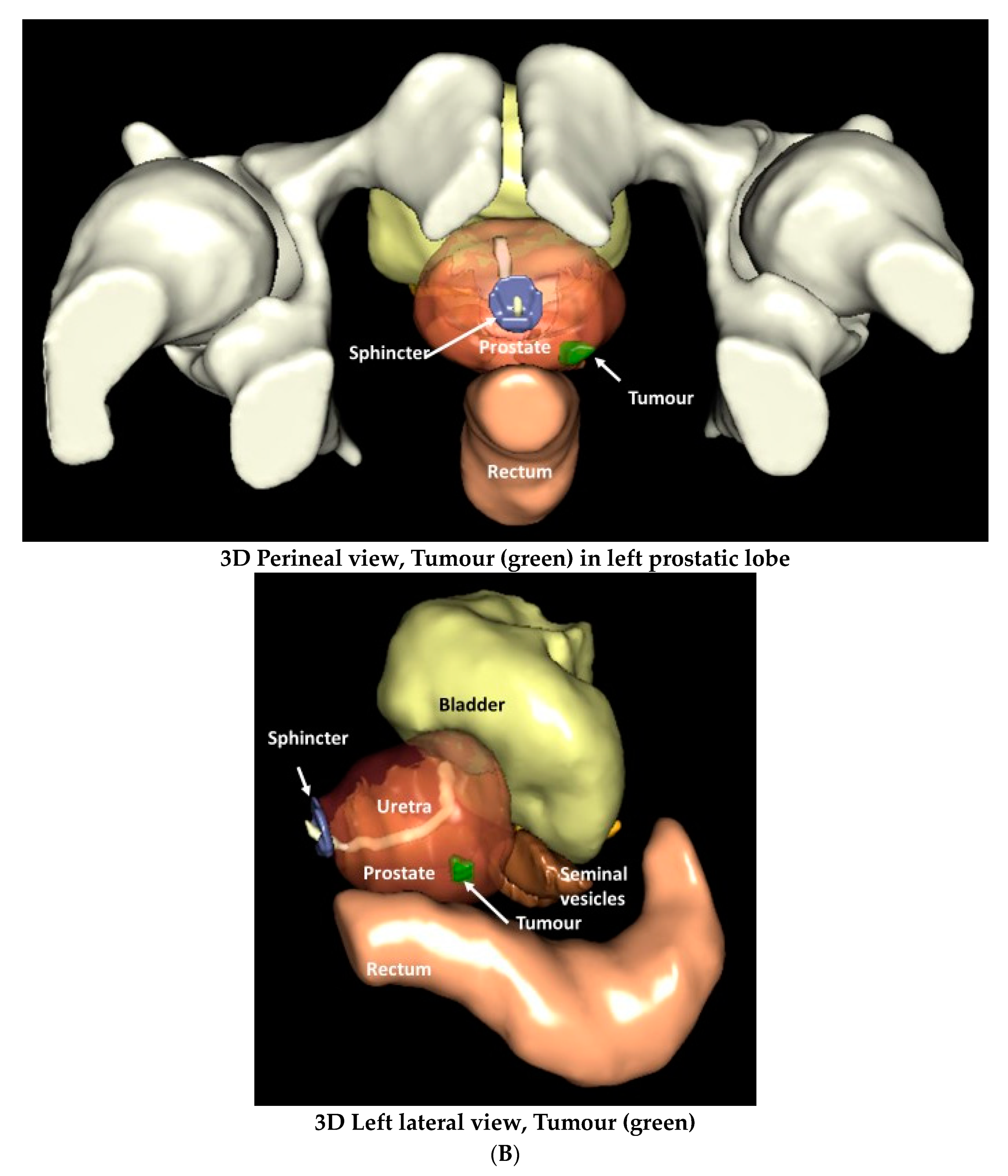Anatomia 02 00021 g002b Anatomia 02 00021 g002b
