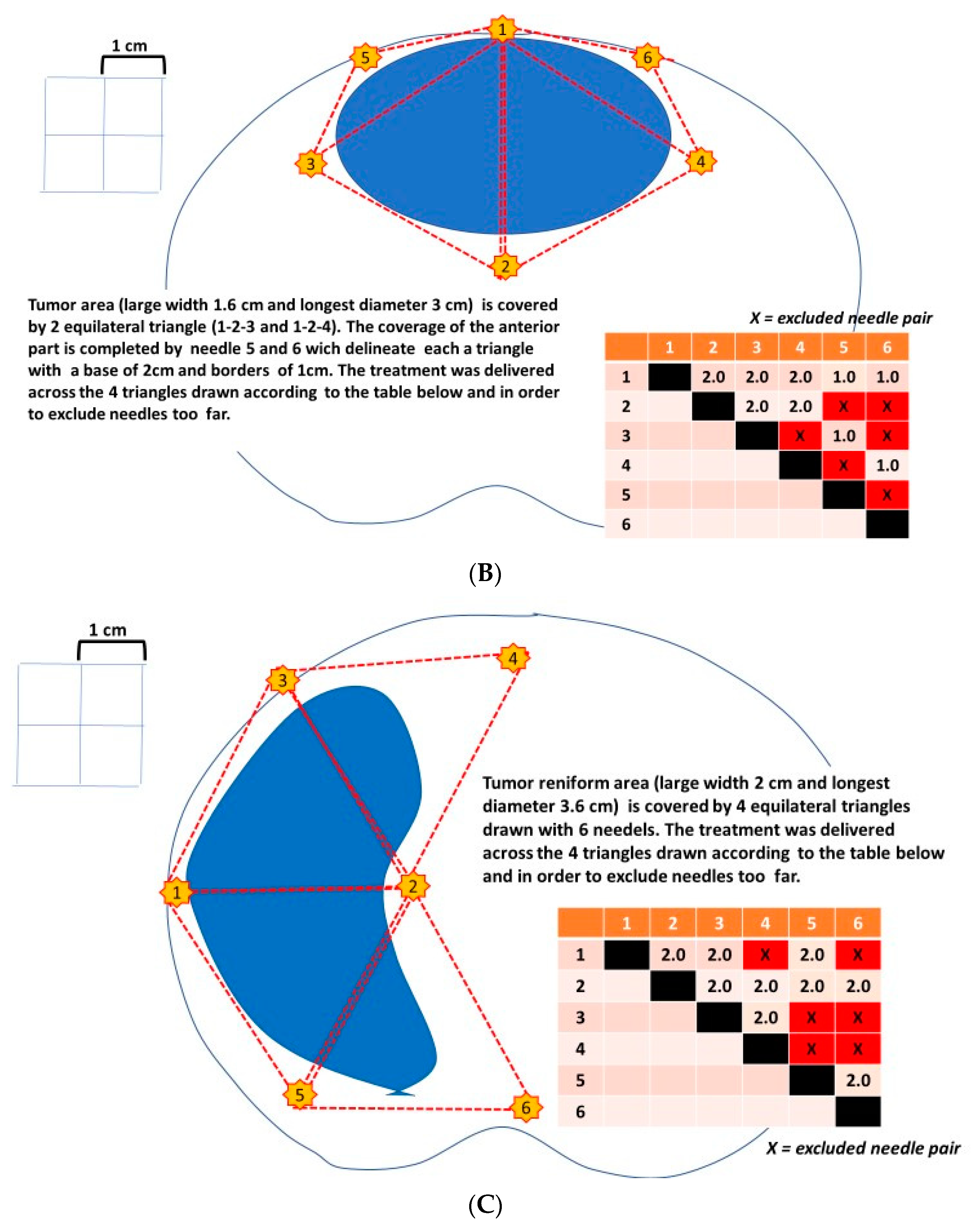 Anatomia 02 00021 g005b Anatomia 02 00021 g005b