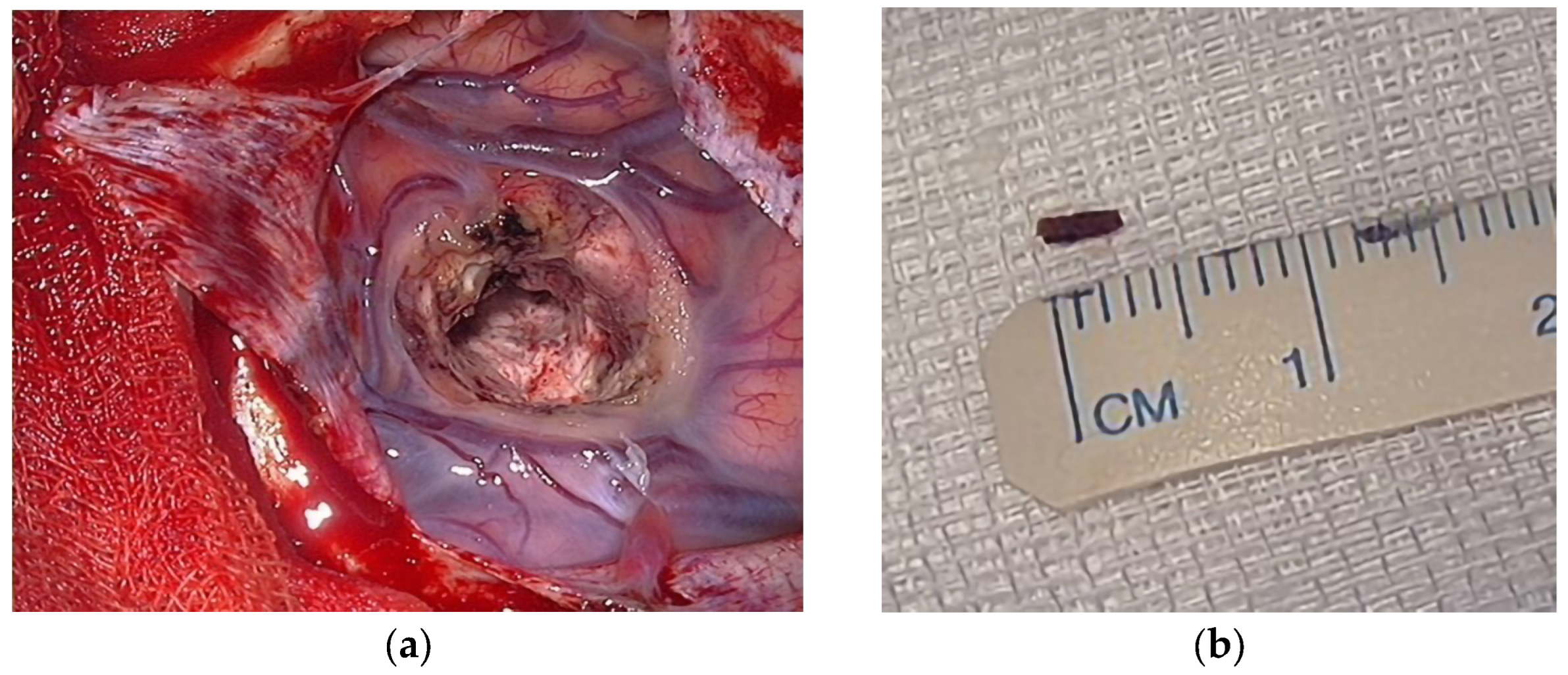 Anatomia 02 00022 g002 Anatomia 02 00022 g002