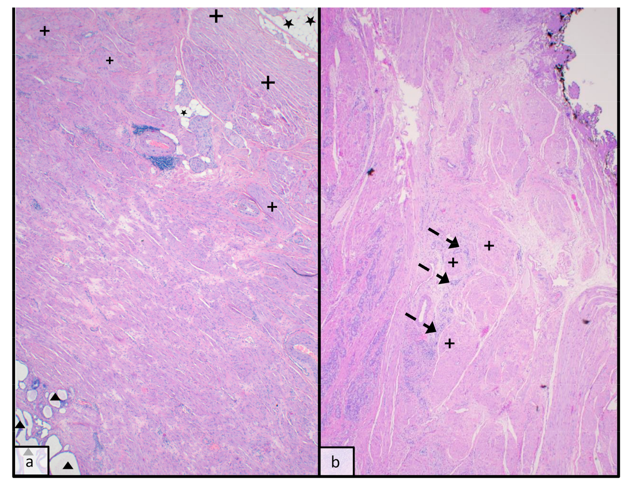 Anatomia 02 00023 g001 Anatomia 02 00023 g001