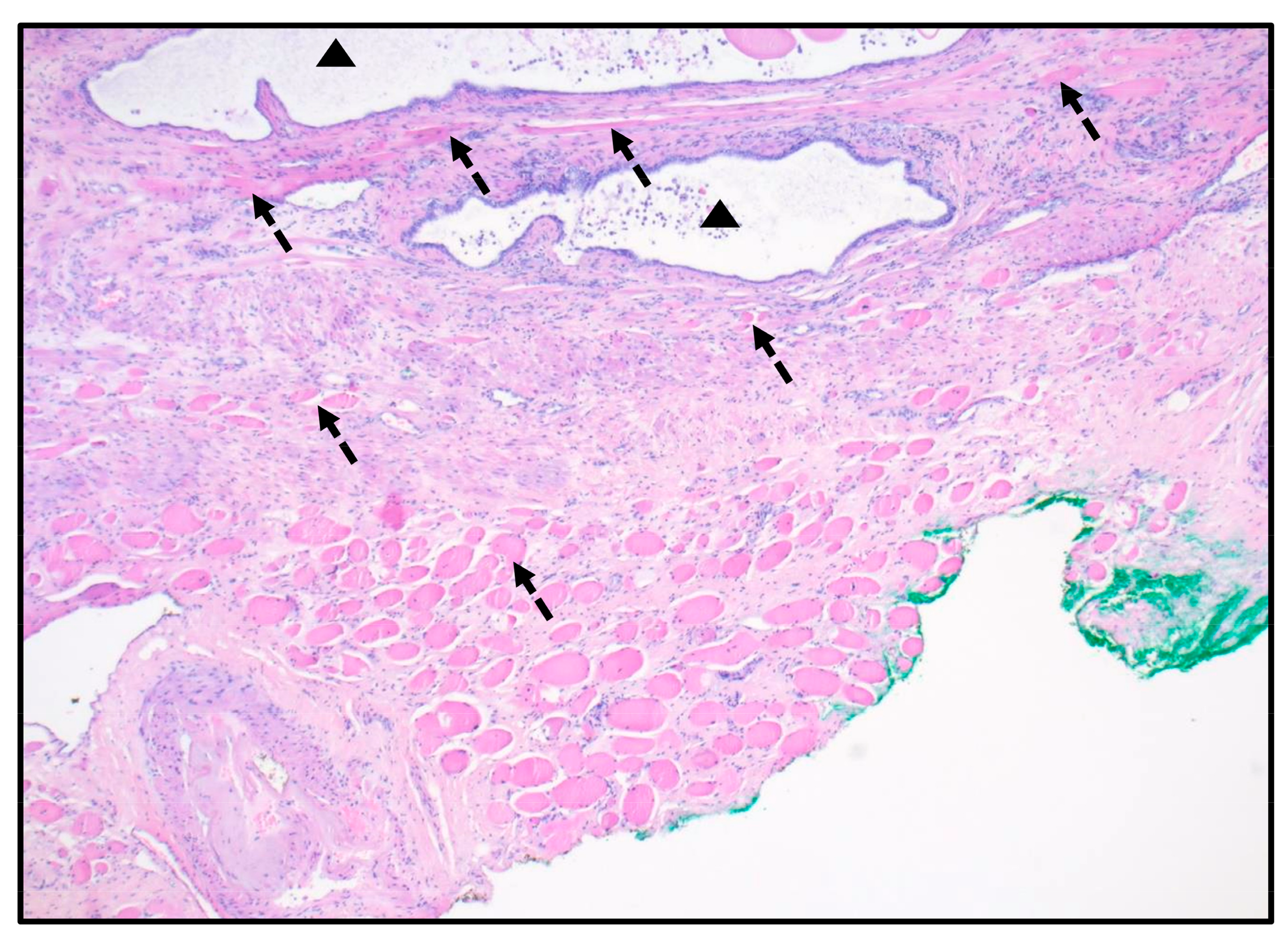 Anatomia 02 00023 g002 Anatomia 02 00023 g002