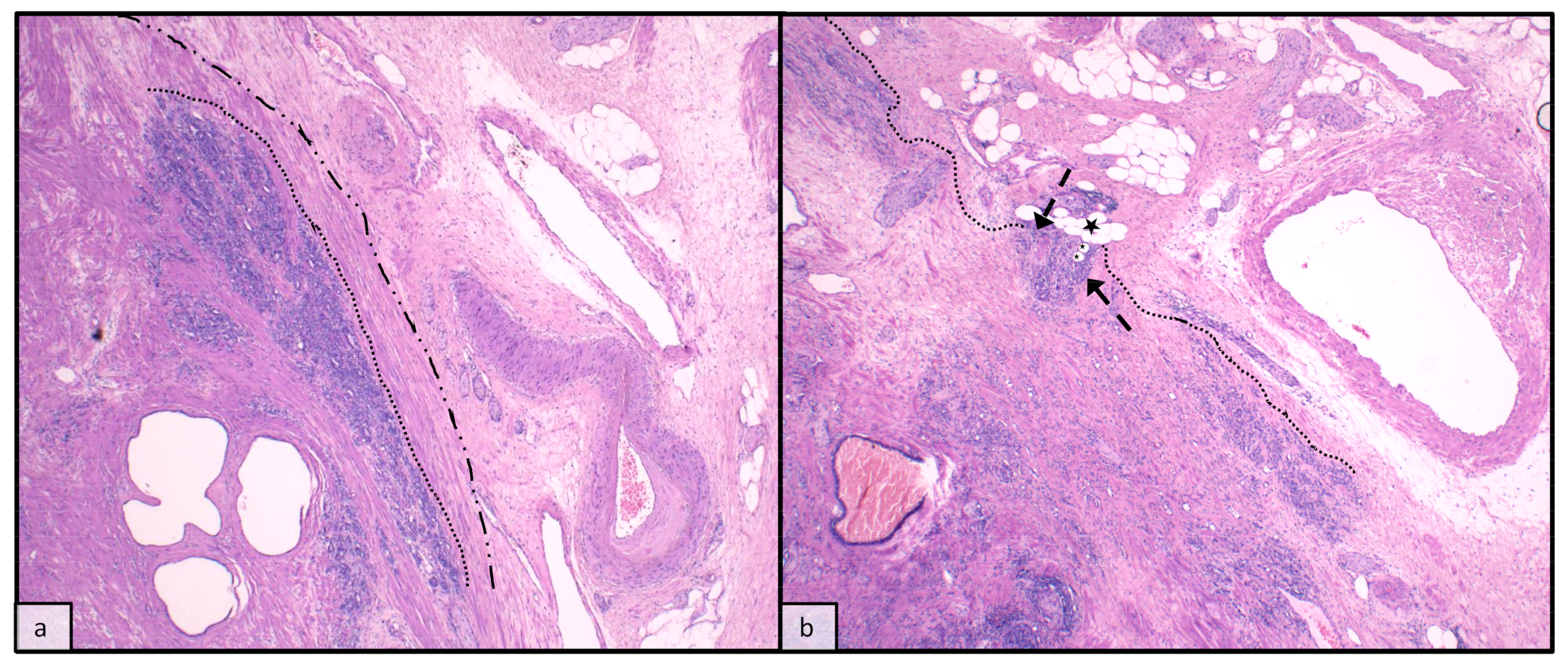 Anatomia 02 00023 g003 Anatomia 02 00023 g003