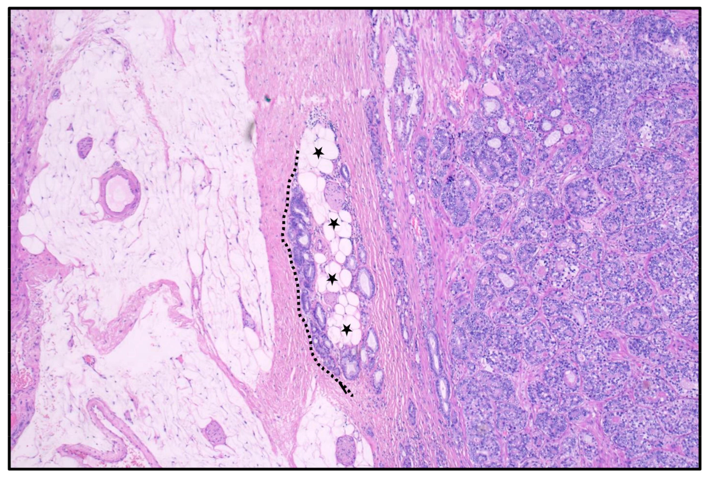 Anatomia 02 00023 g004 Anatomia 02 00023 g004