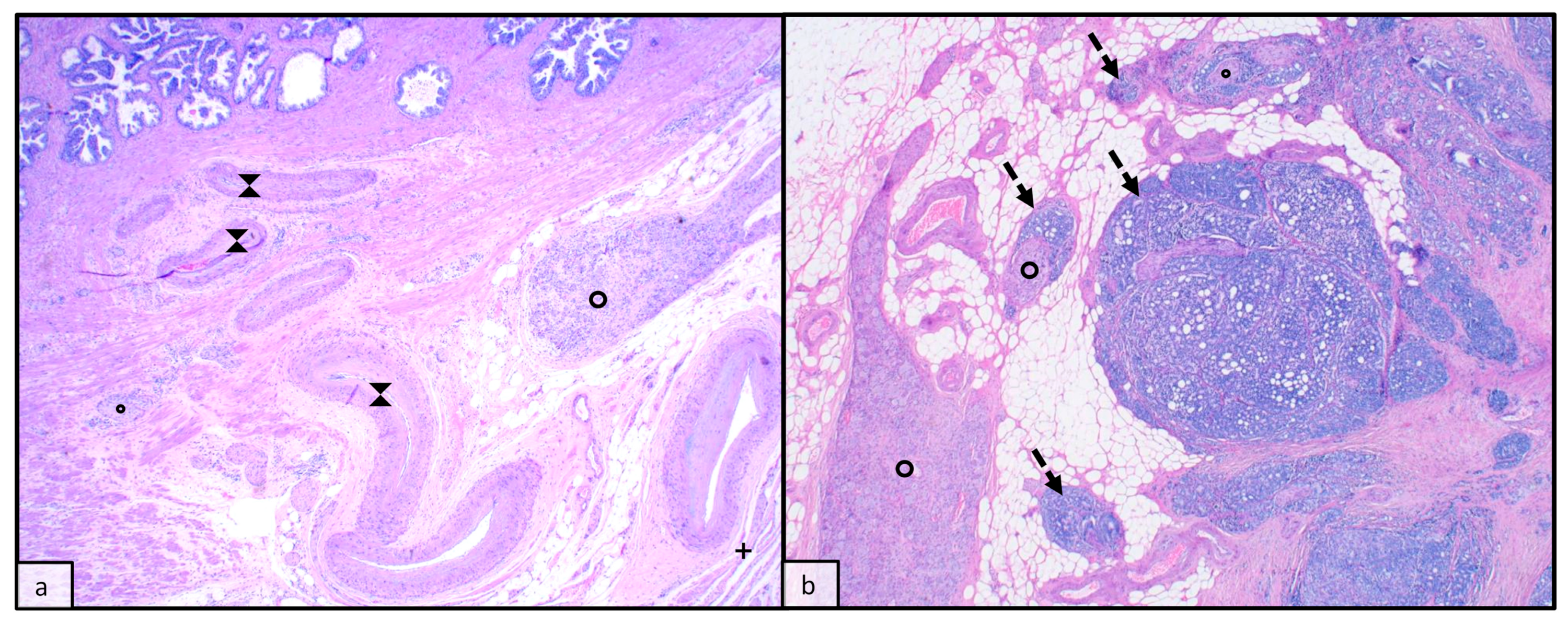 Anatomia 02 00023 g005 Anatomia 02 00023 g005