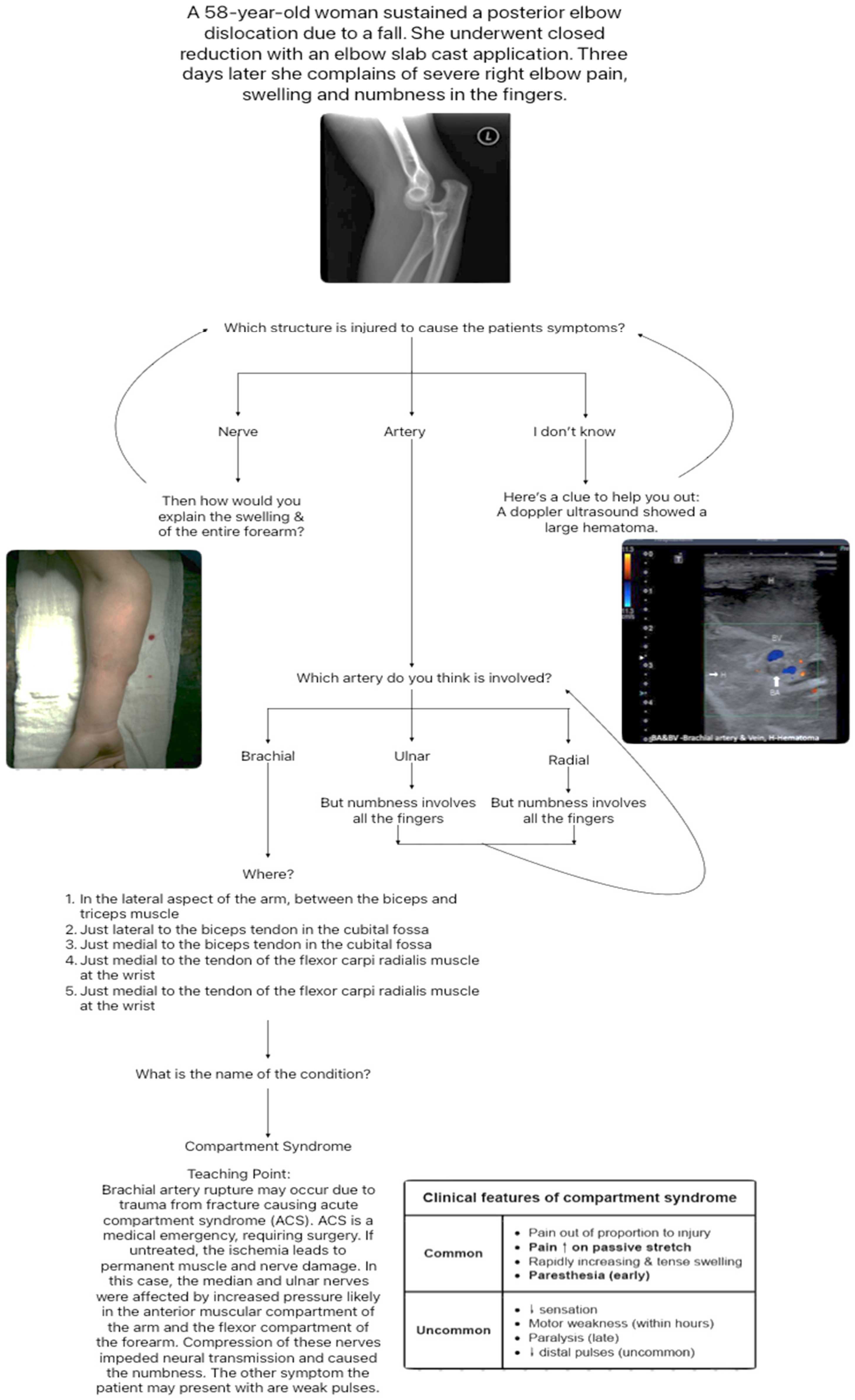 Anatomia 02 00025 g001