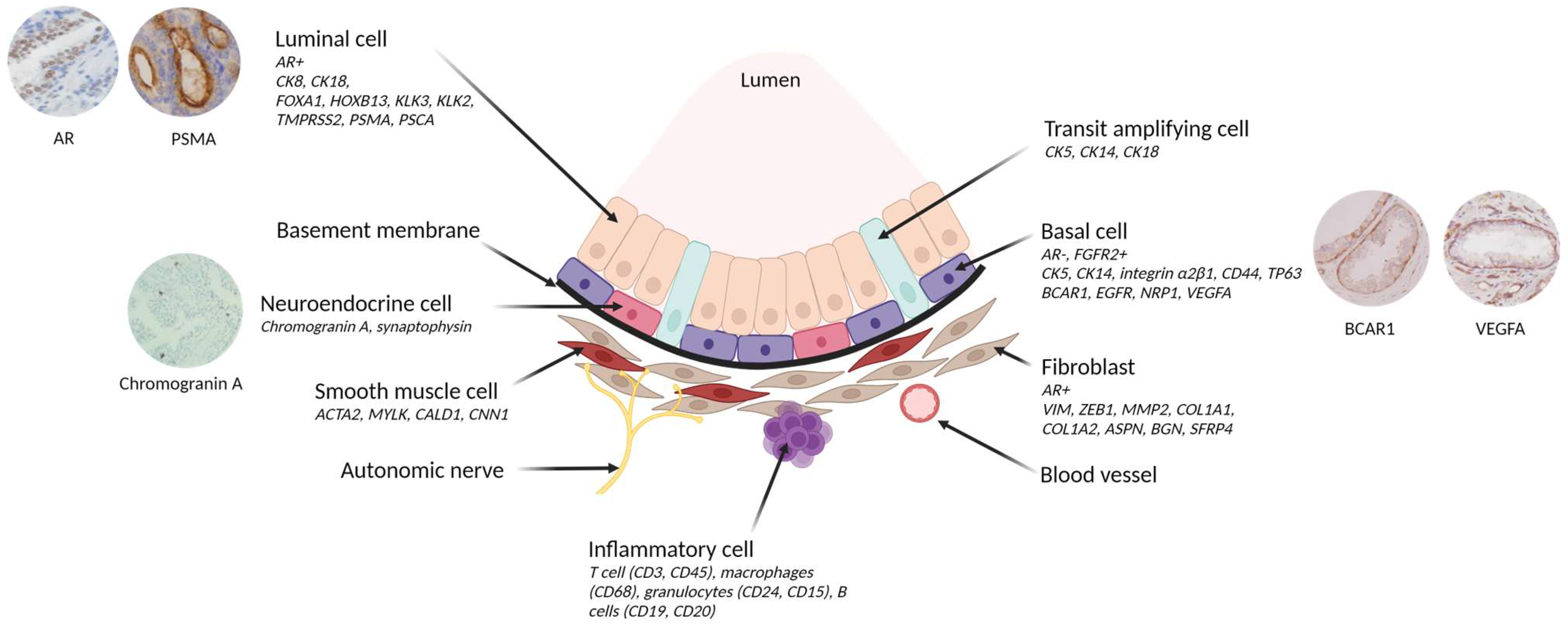 Anatomia 02 00027 g003
