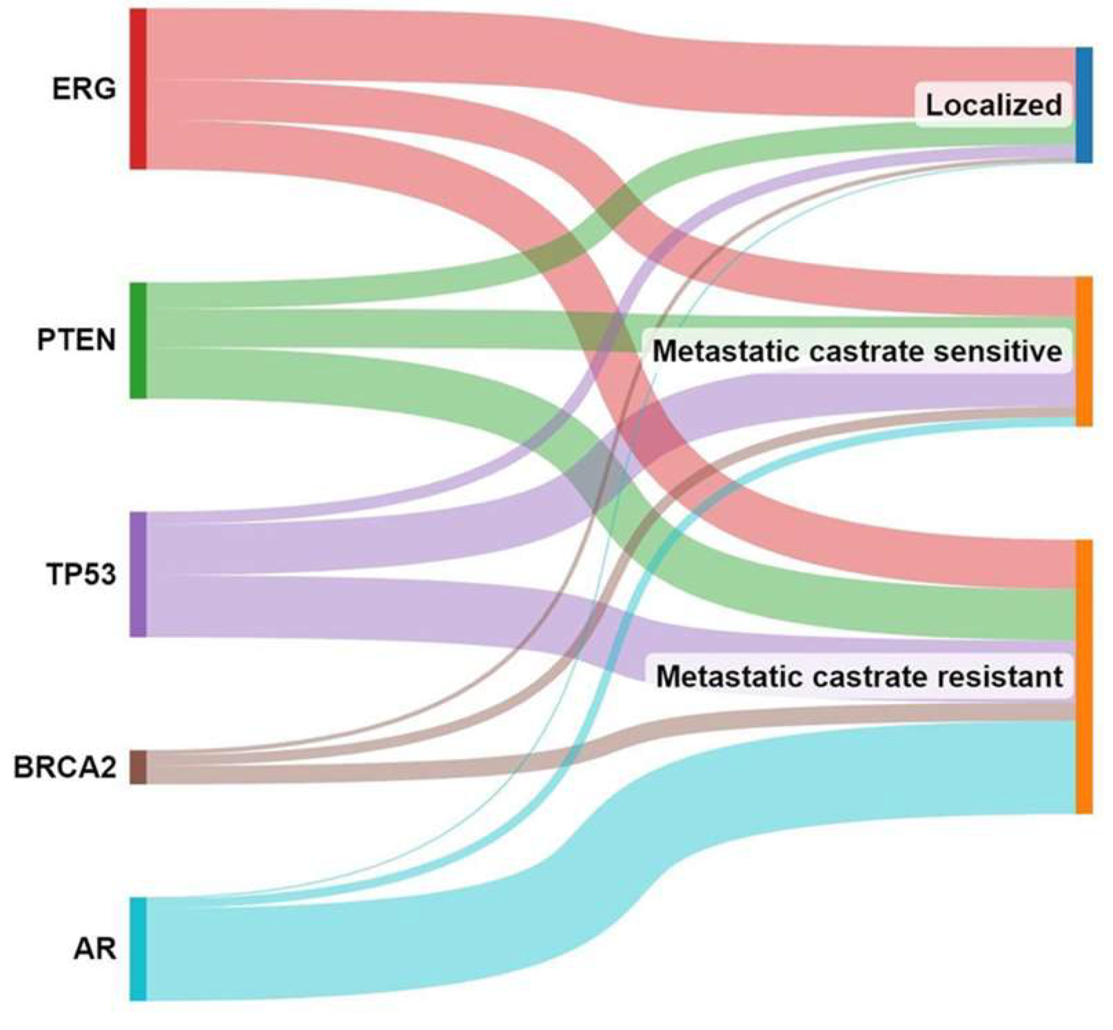 Anatomia 02 00027 g004
