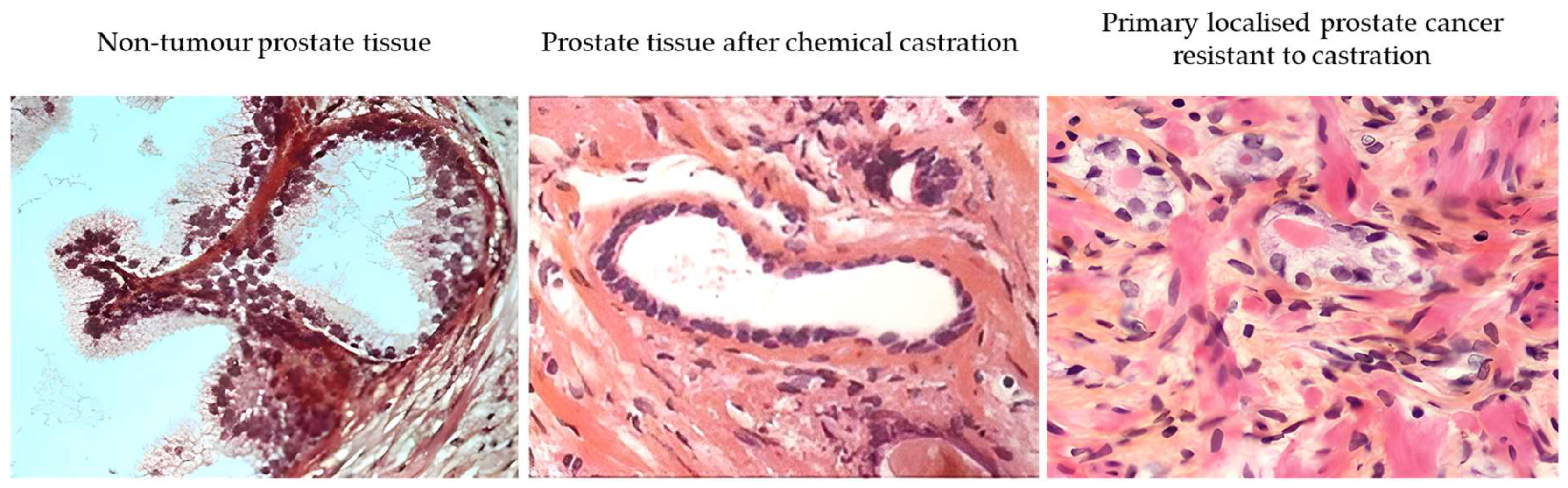 Anatomia 02 00027 g007