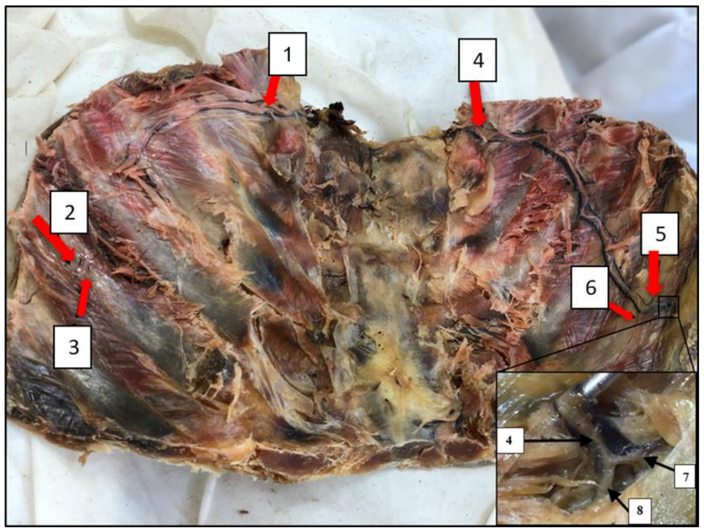 Anatomia 02 00028 g001 Anatomia 02 00028 g001