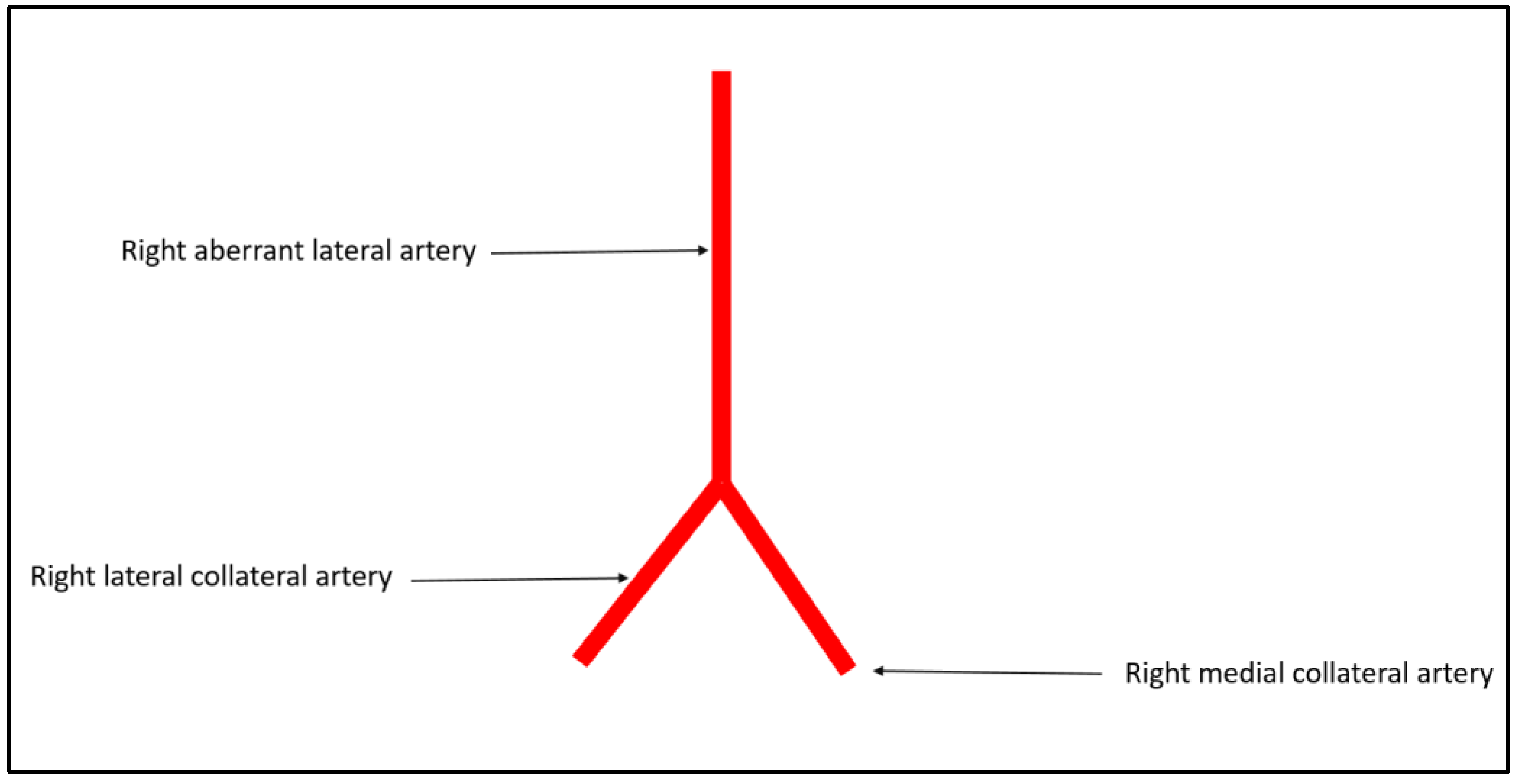 Anatomia 02 00028 g002 Anatomia 02 00028 g002