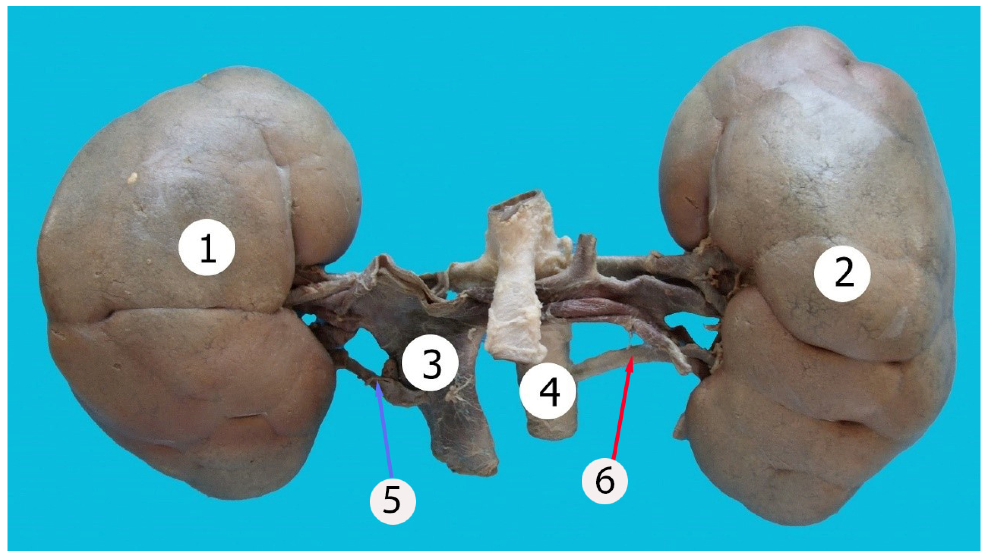 Anatomia 02 00030 g001