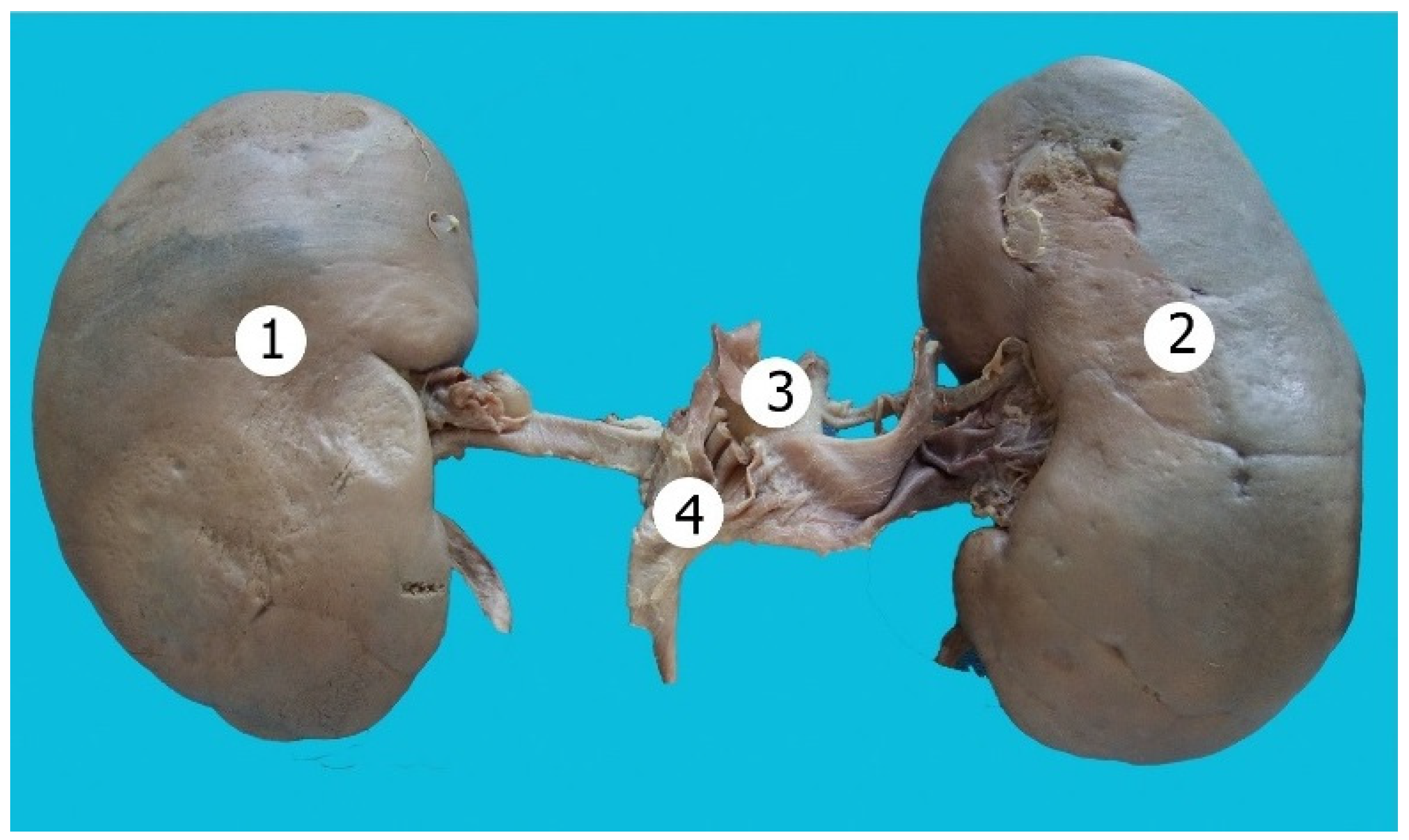 Anatomia 02 00030 g002