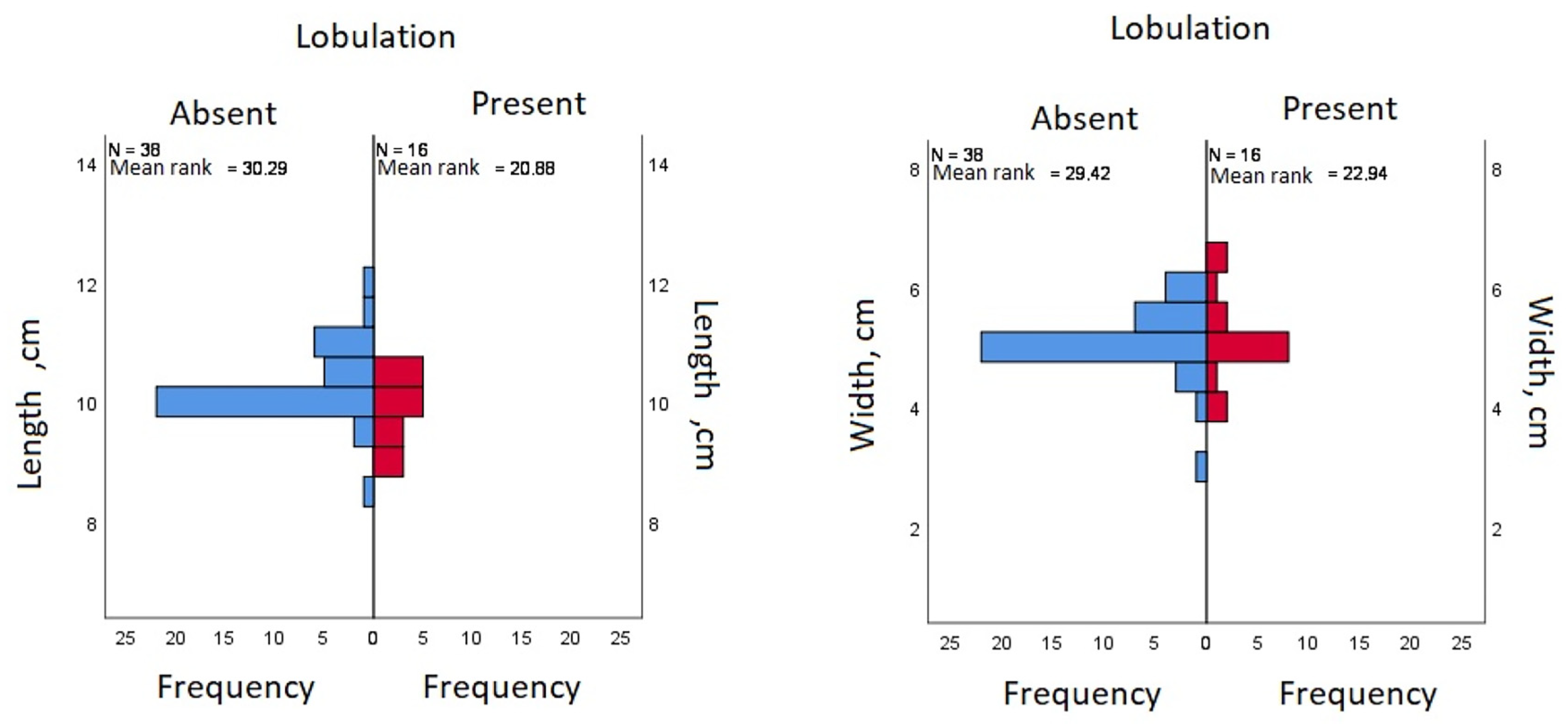 Anatomia 02 00030 g004
