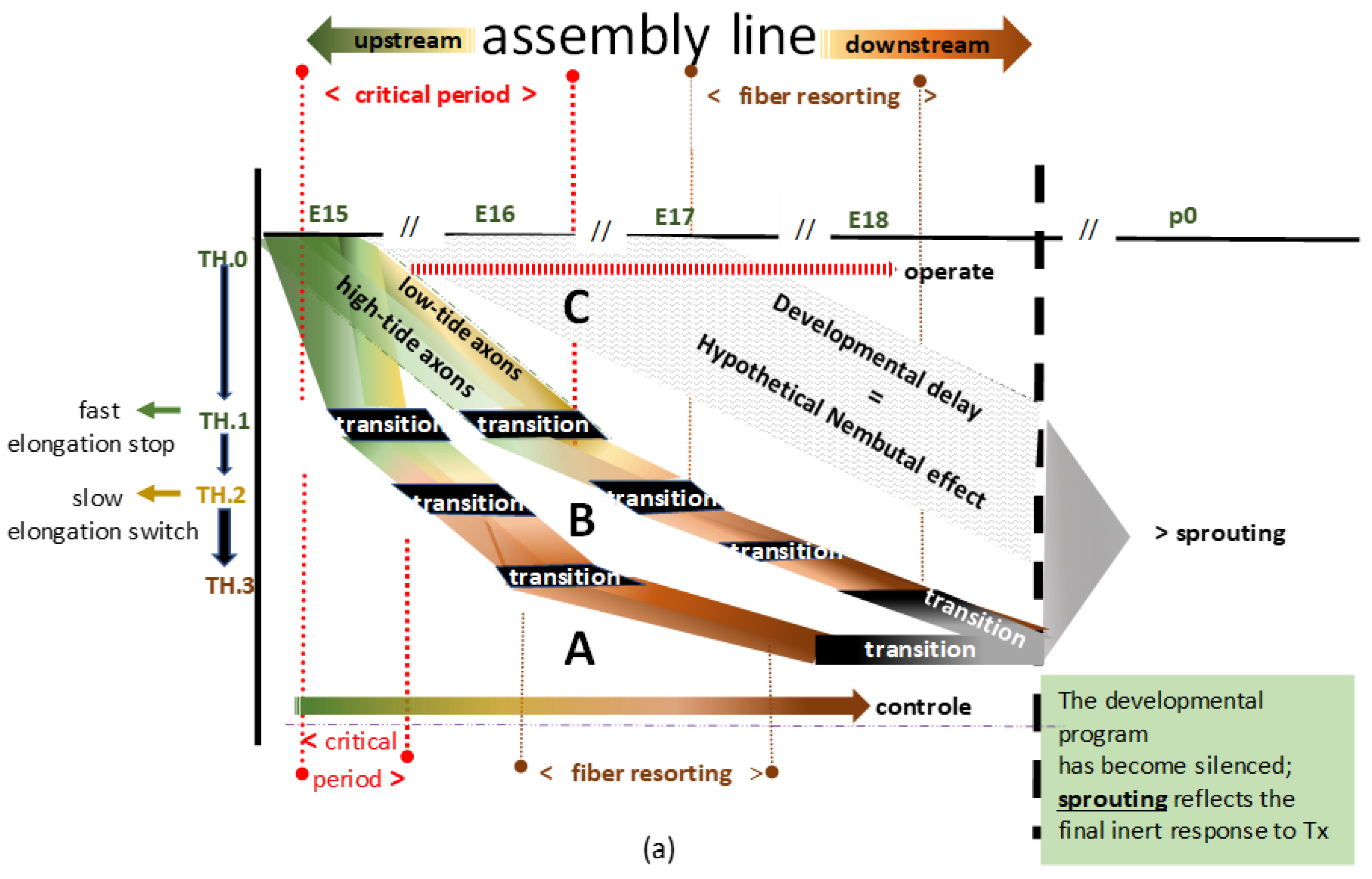 Anatomia 02 00032 g002a