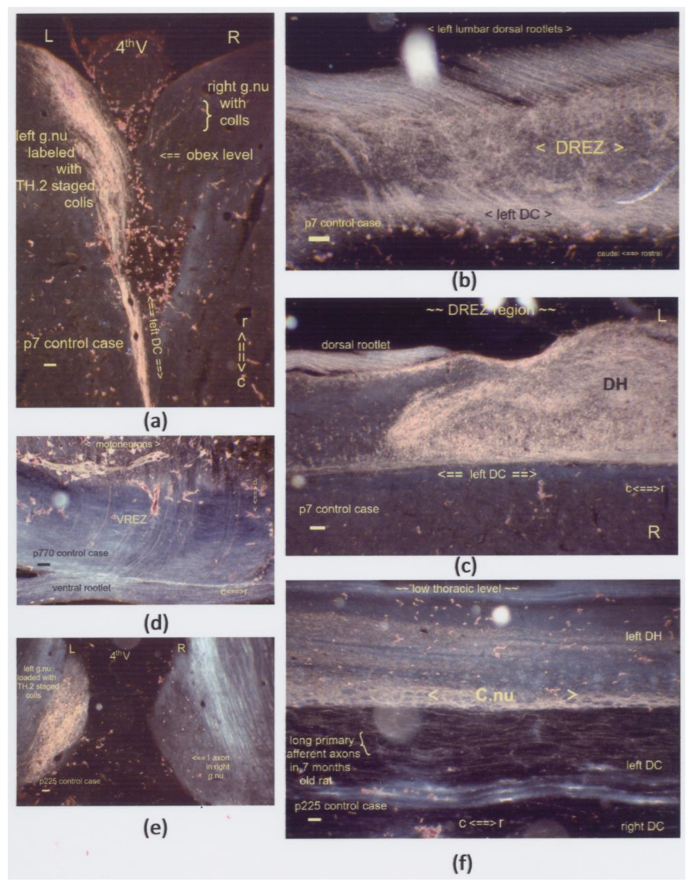 Anatomia 02 00032 g006