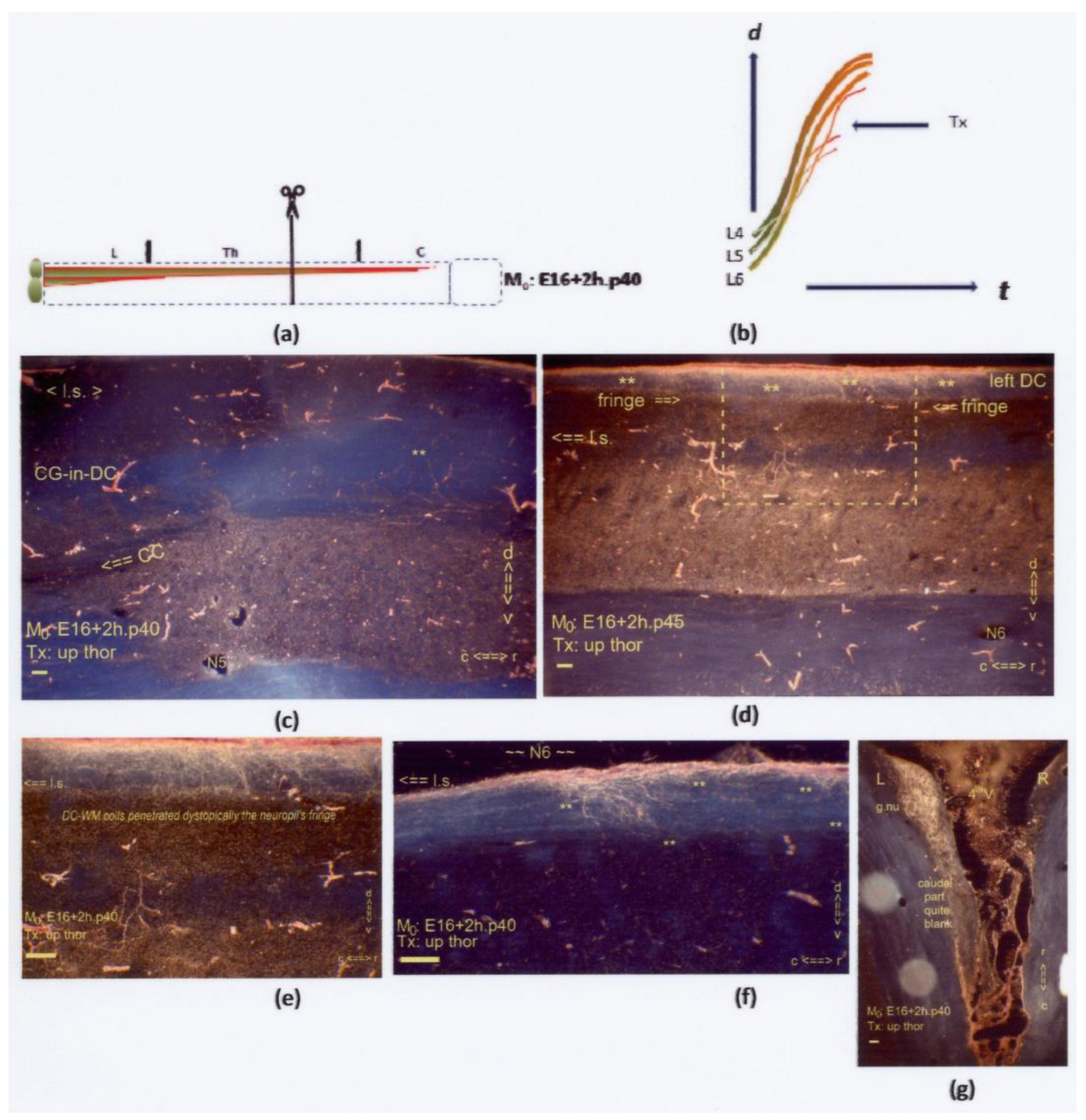 Anatomia 02 00032 g015