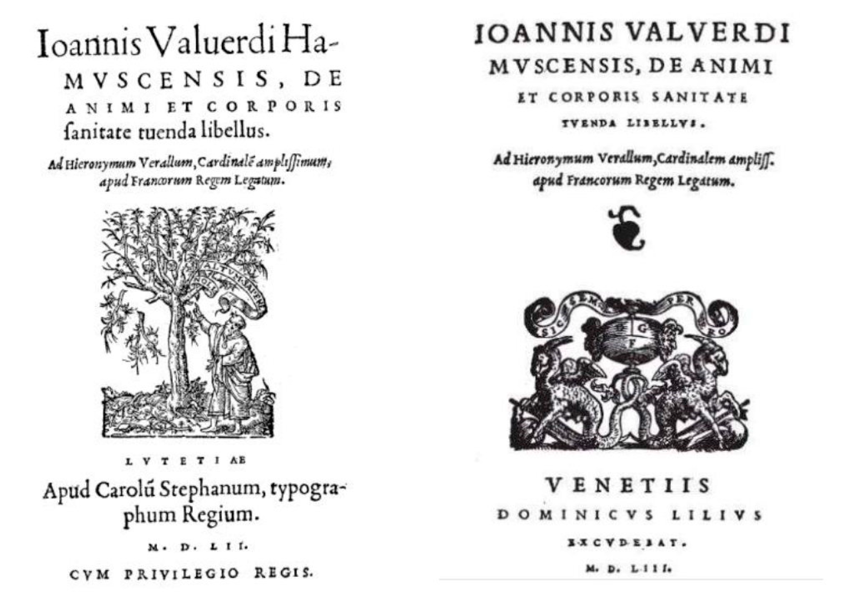 Anatomia 02 00033 g002