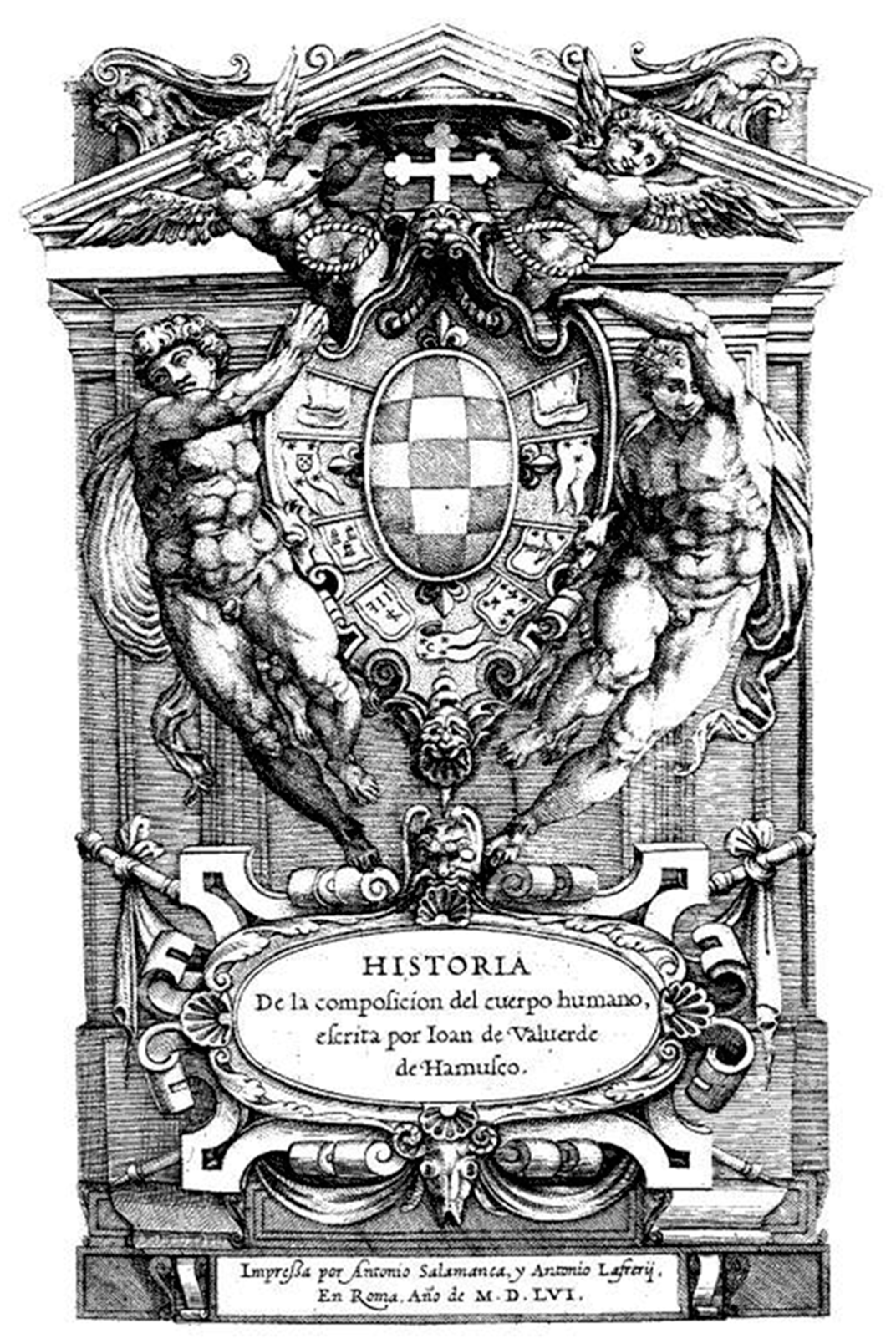 Anatomia 02 00033 g003