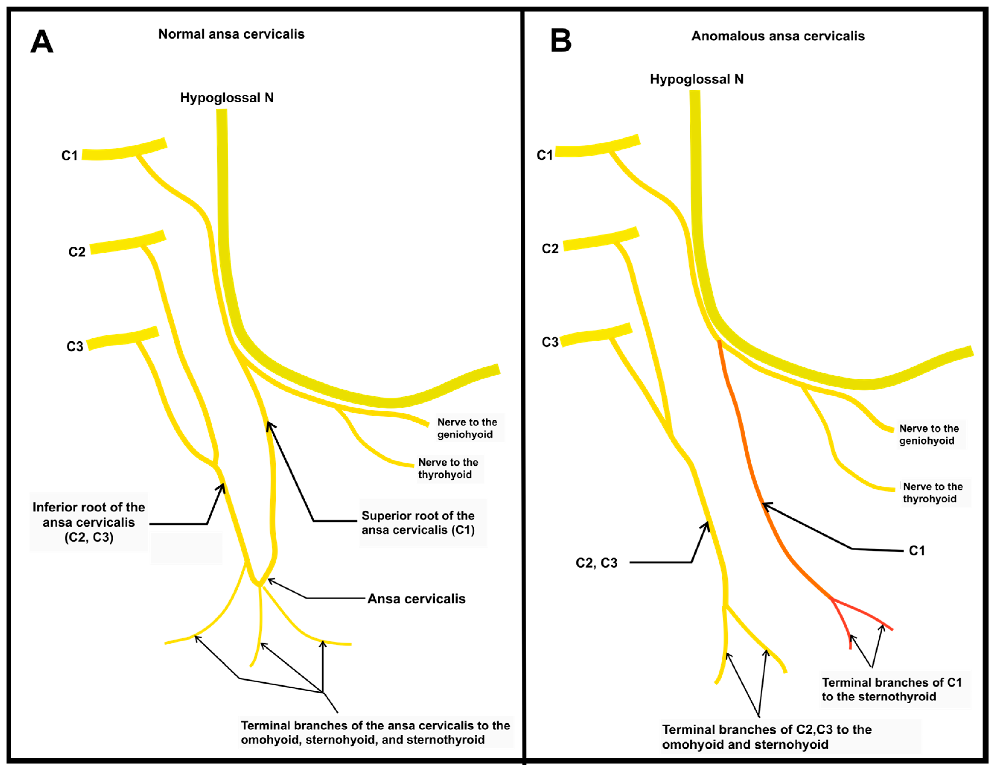 Anatomia 03 00002 g003