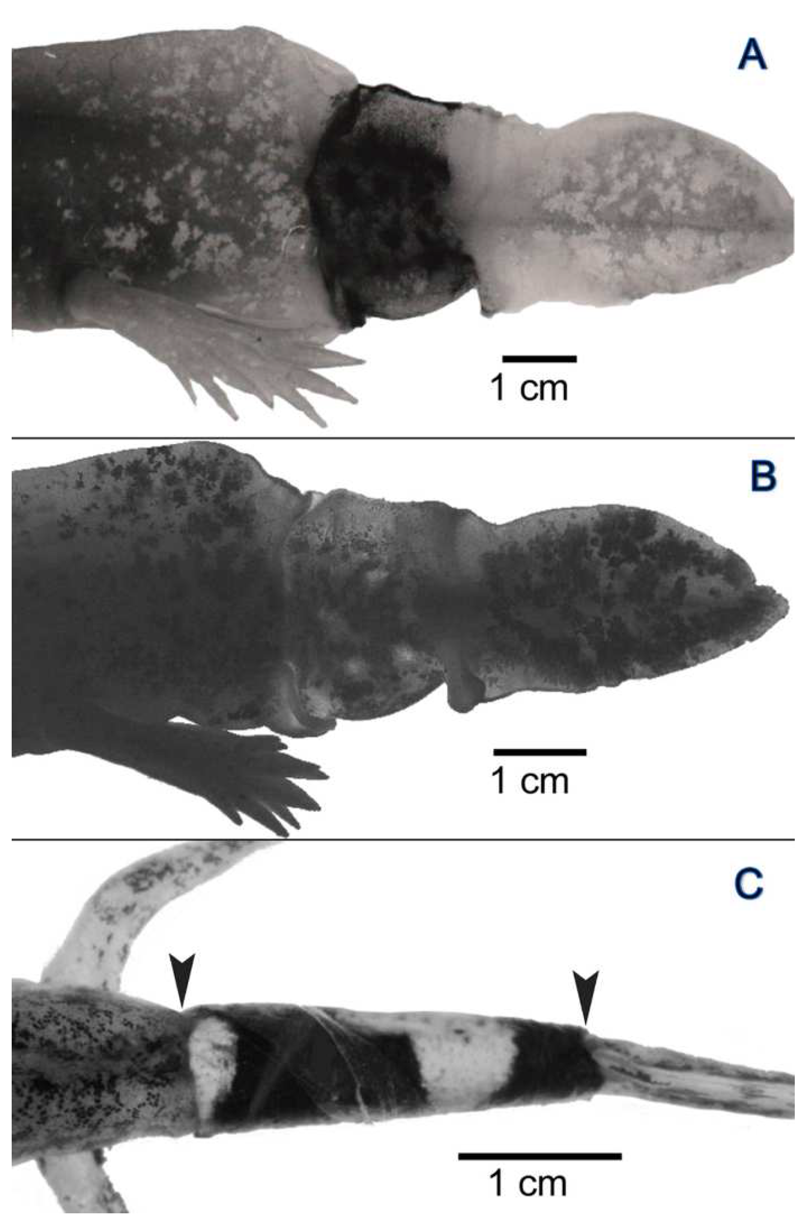 Anatomia 03 00004 g002