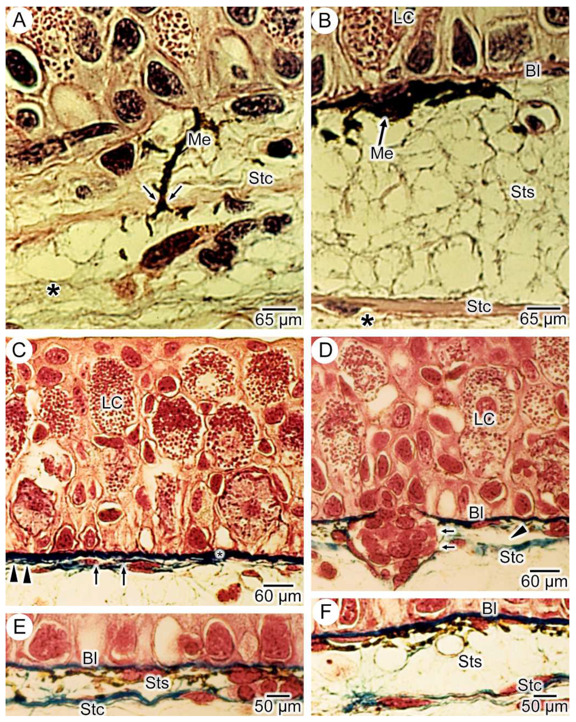 Anatomia 03 00004 g004