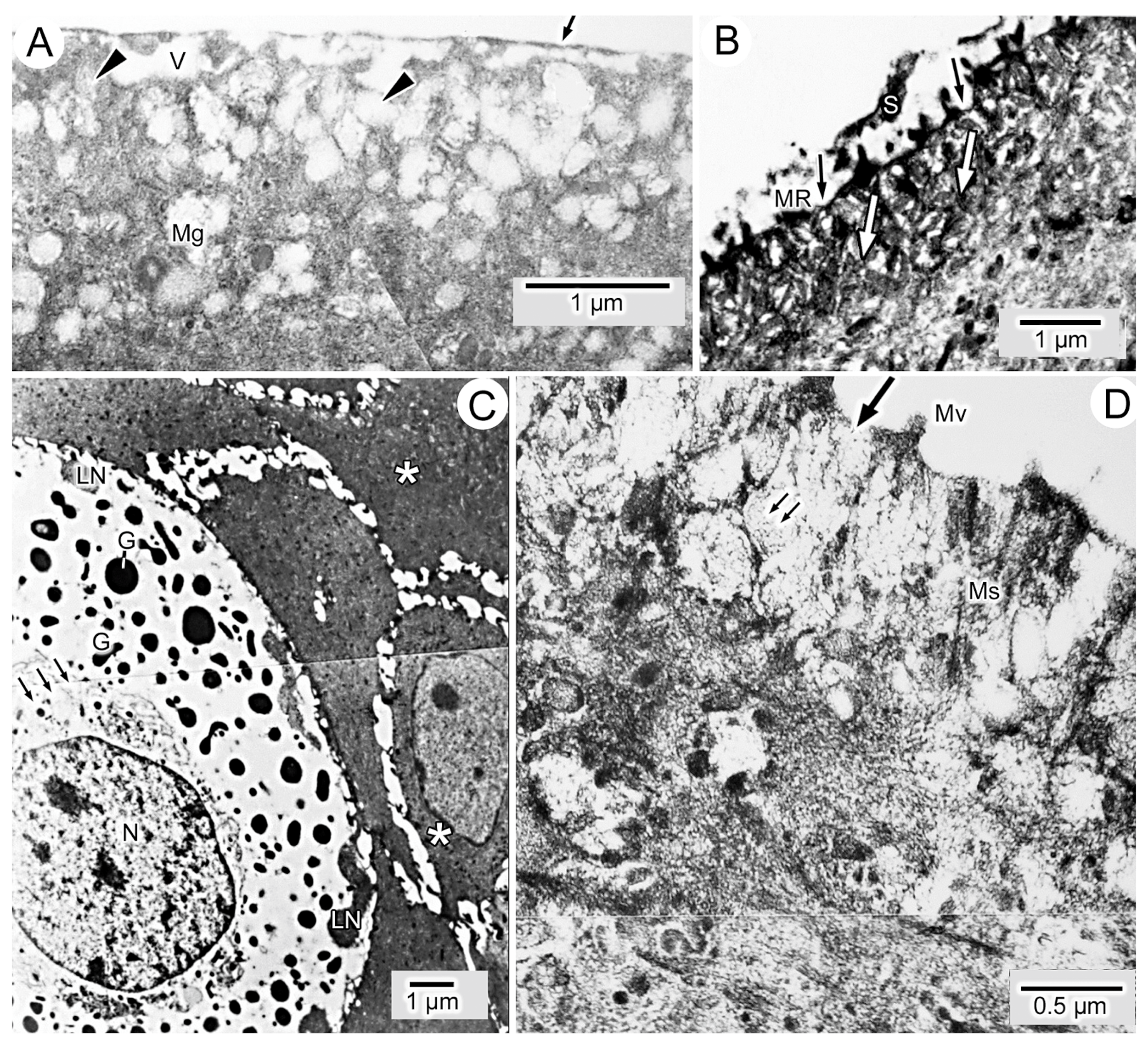 Anatomia 03 00004 g005