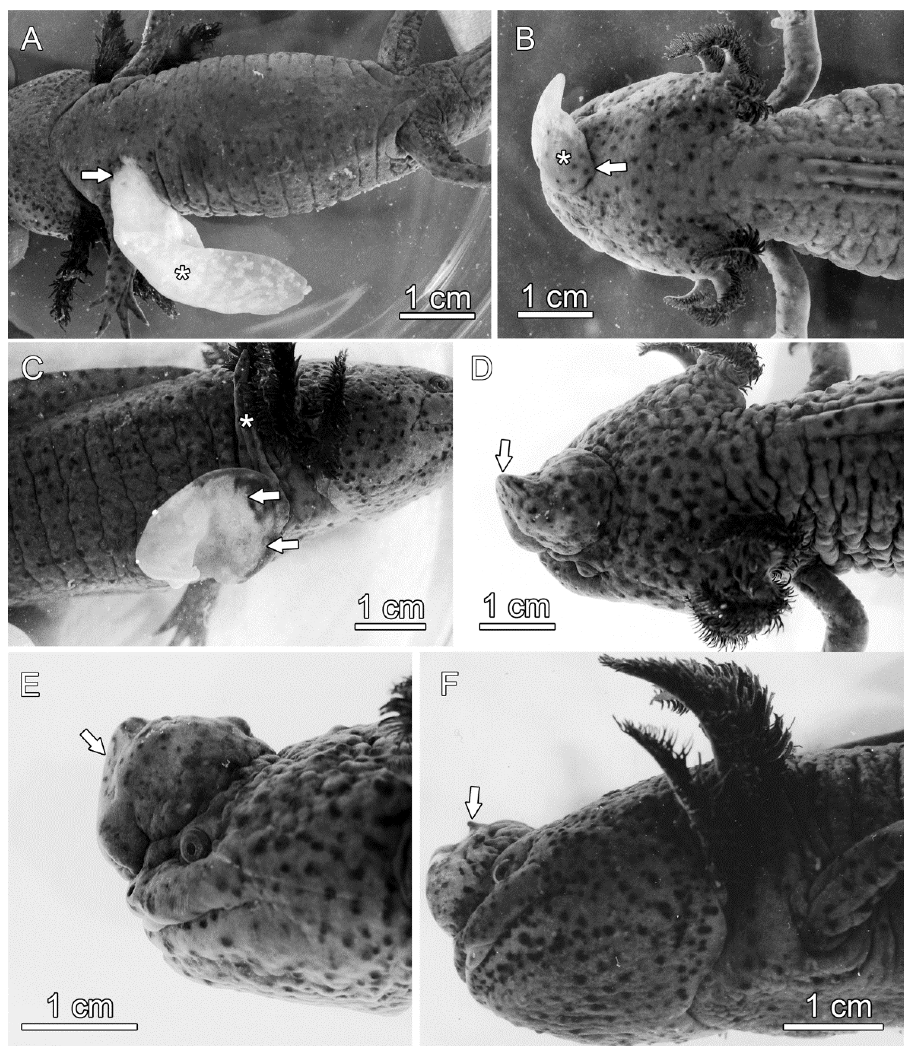 Anatomia 03 00004 g007