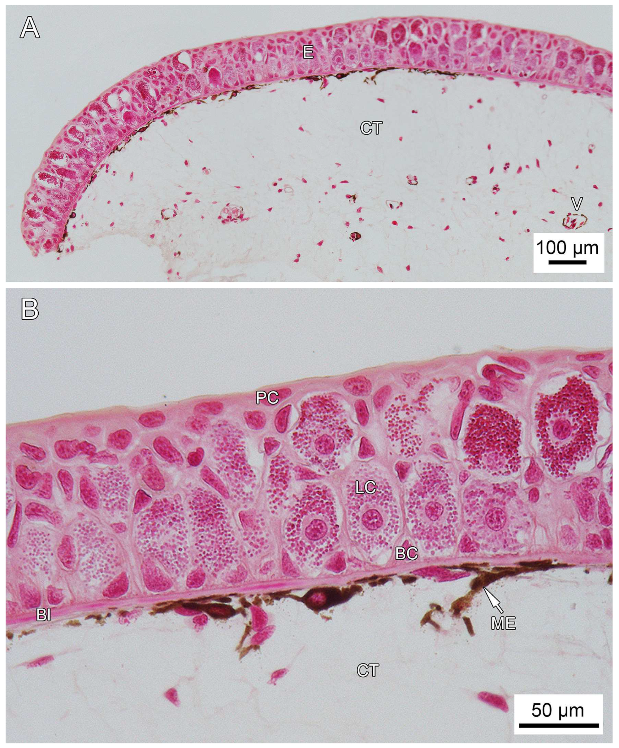 Anatomia 03 00004 g009