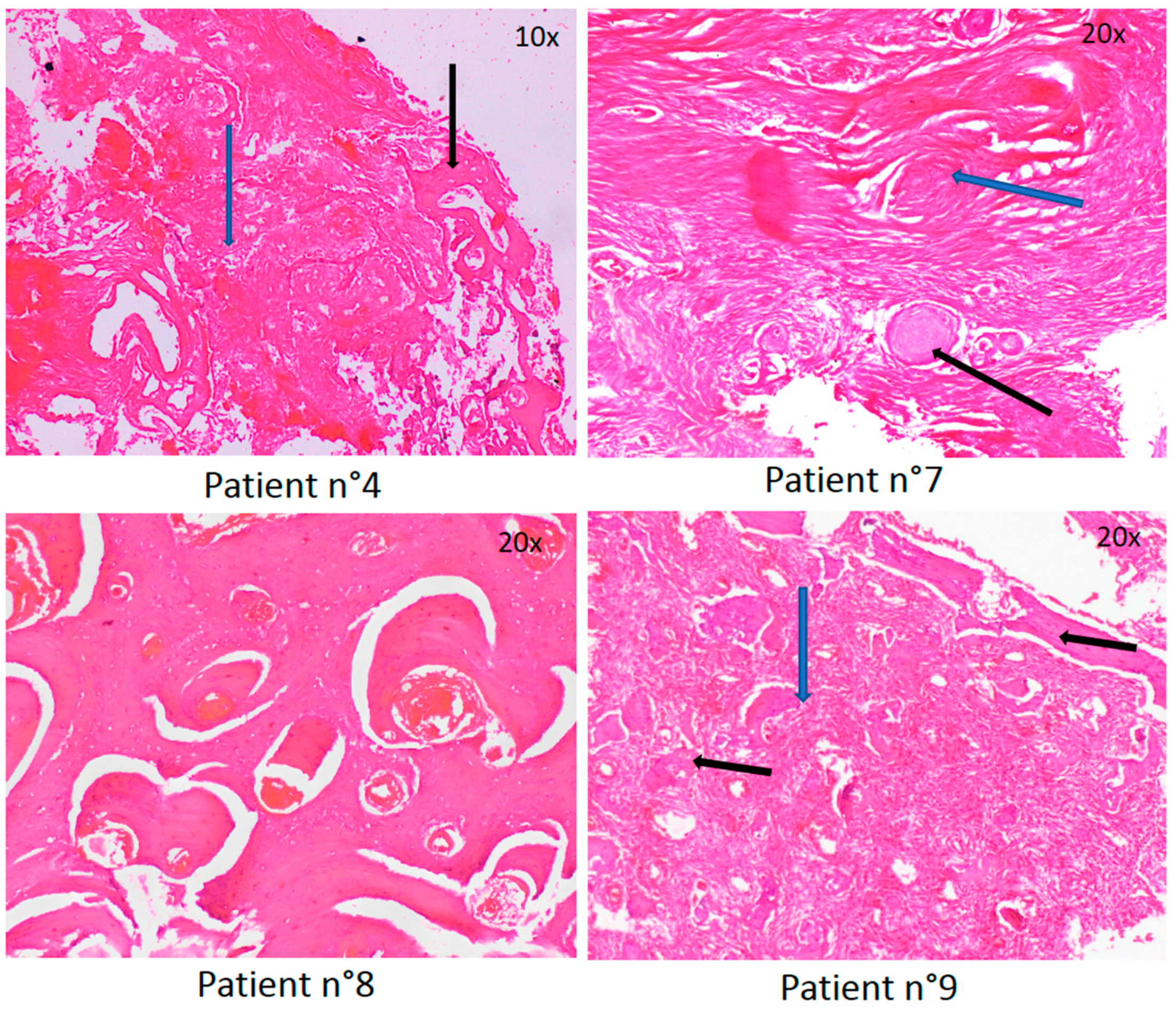 Anatomia 03 00006 g003