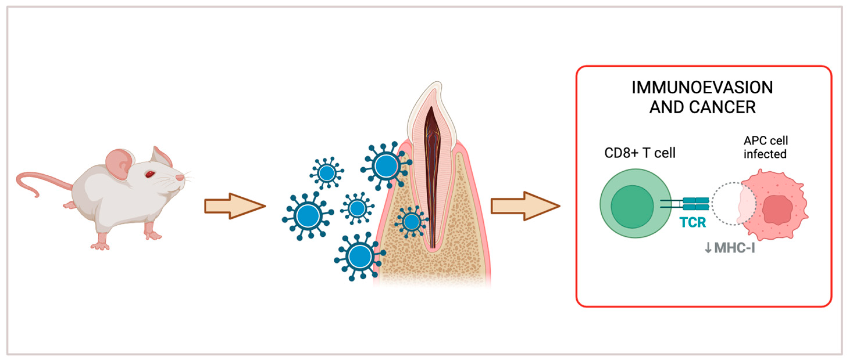 Anatomia 03 00006 g006