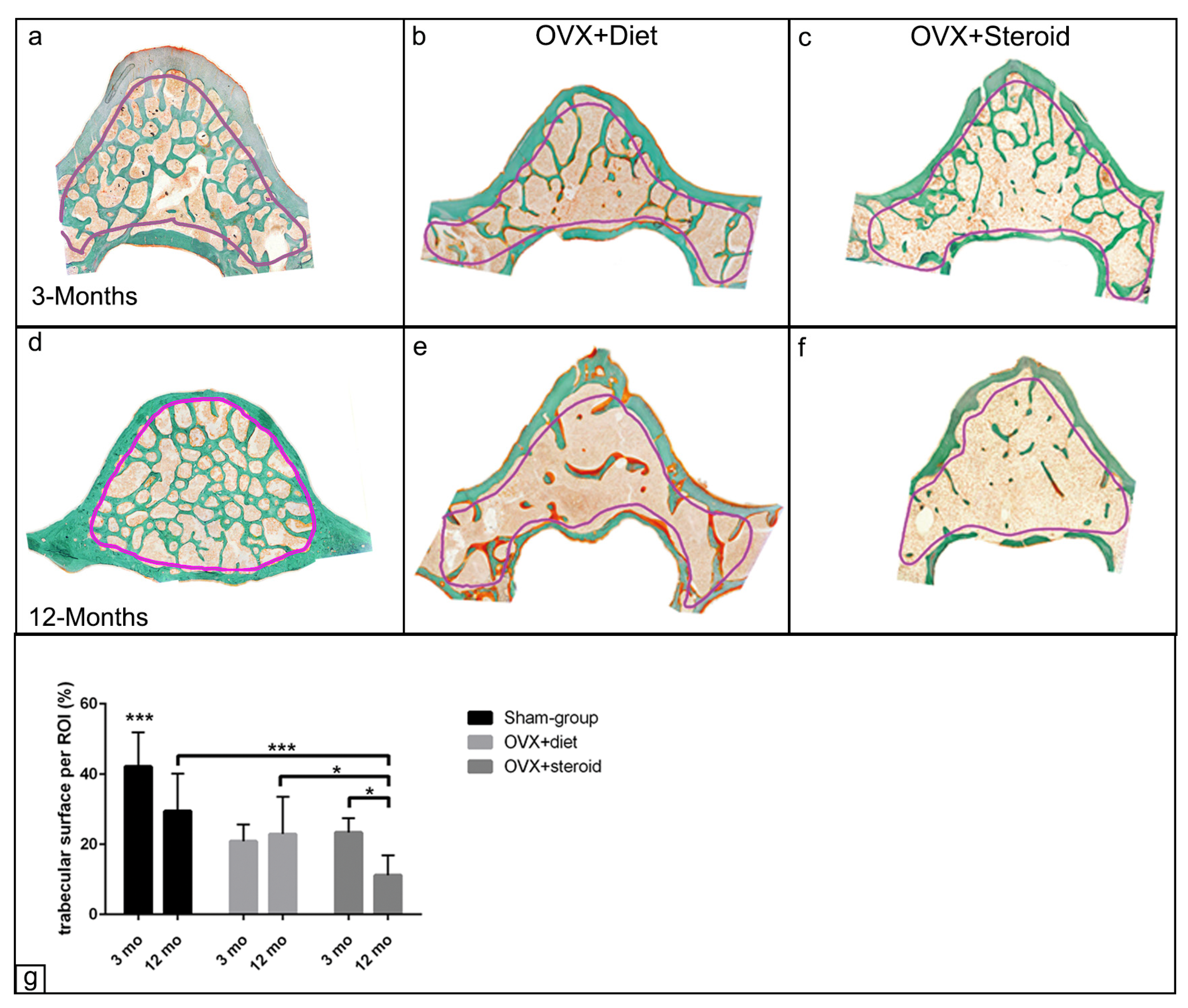 Anatomia 03 00008 g002