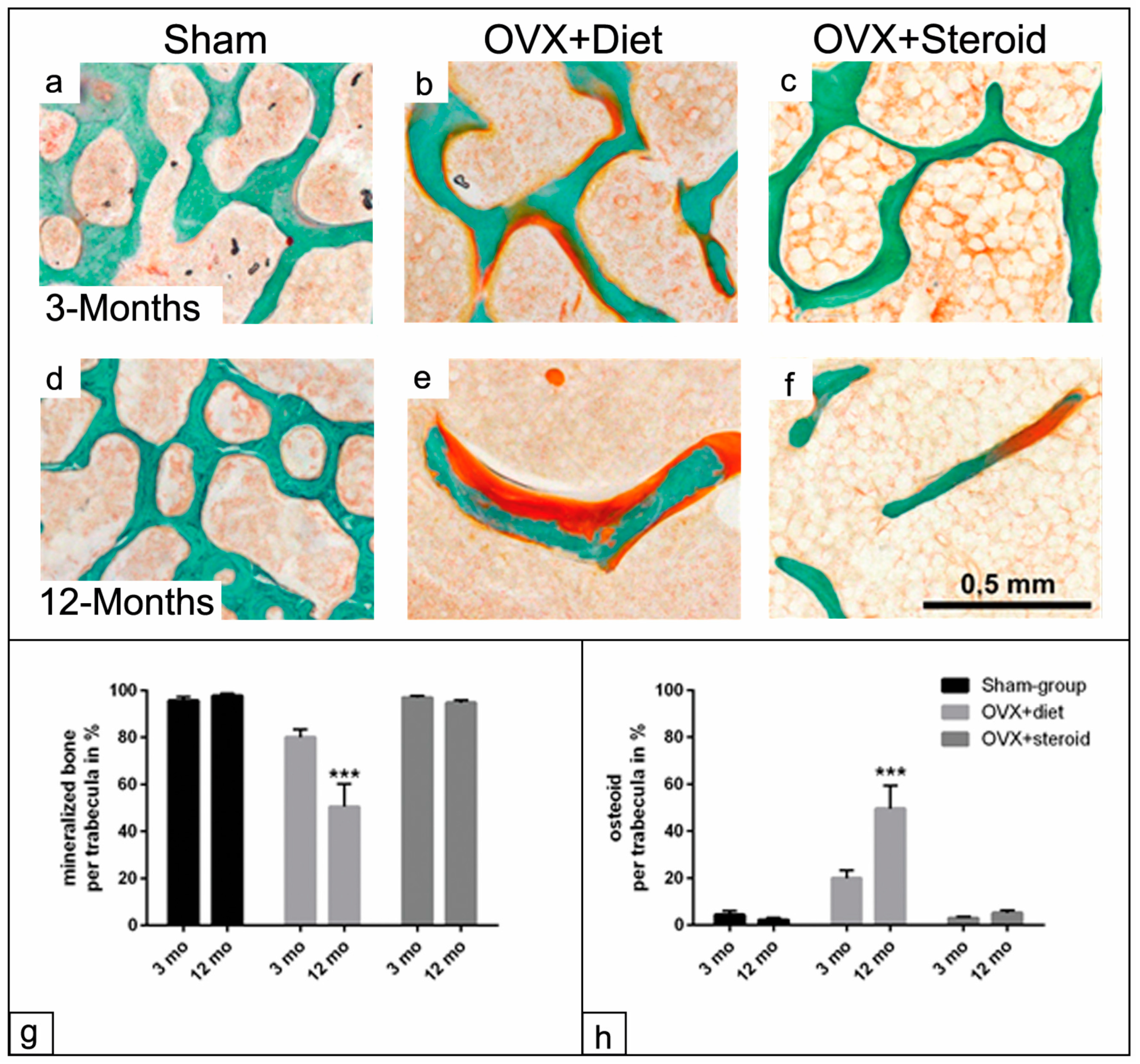 Anatomia 03 00008 g003