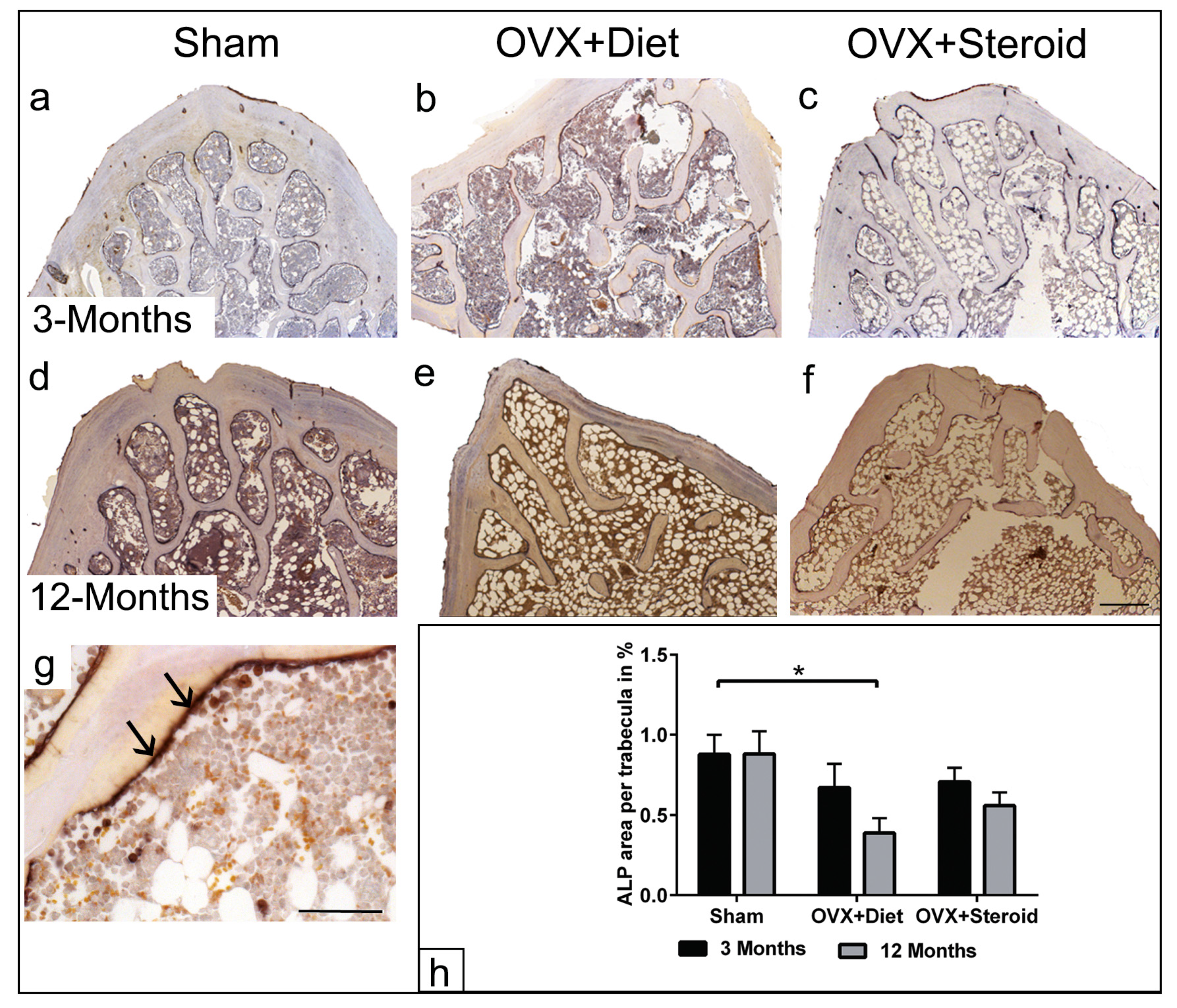 Anatomia 03 00008 g004
