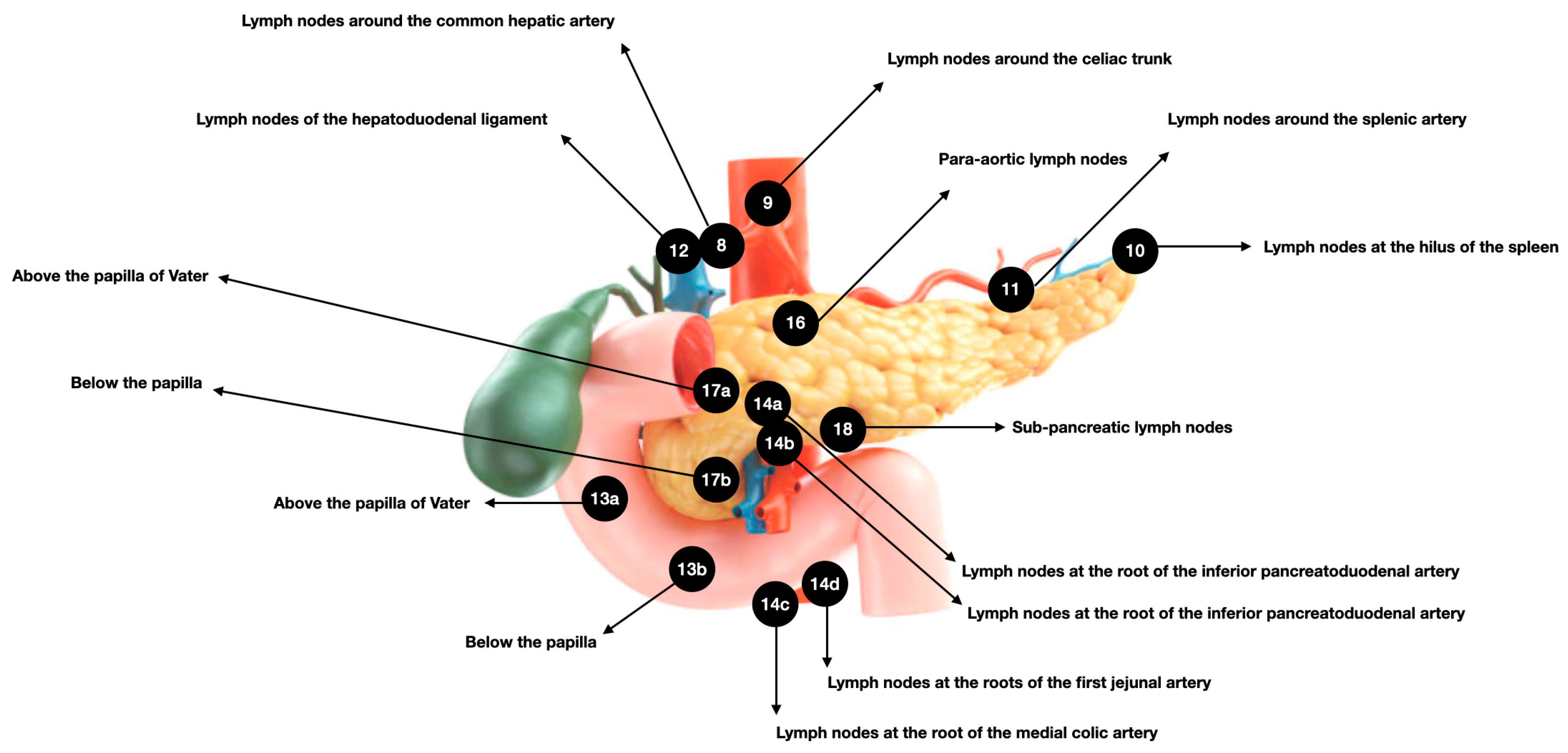 Anatomia Free Full Text The Complexity Of The Pancreatic Lymphatic anatomia-free-full-text-the-complexity-of-the-pancreatic-lymphatic