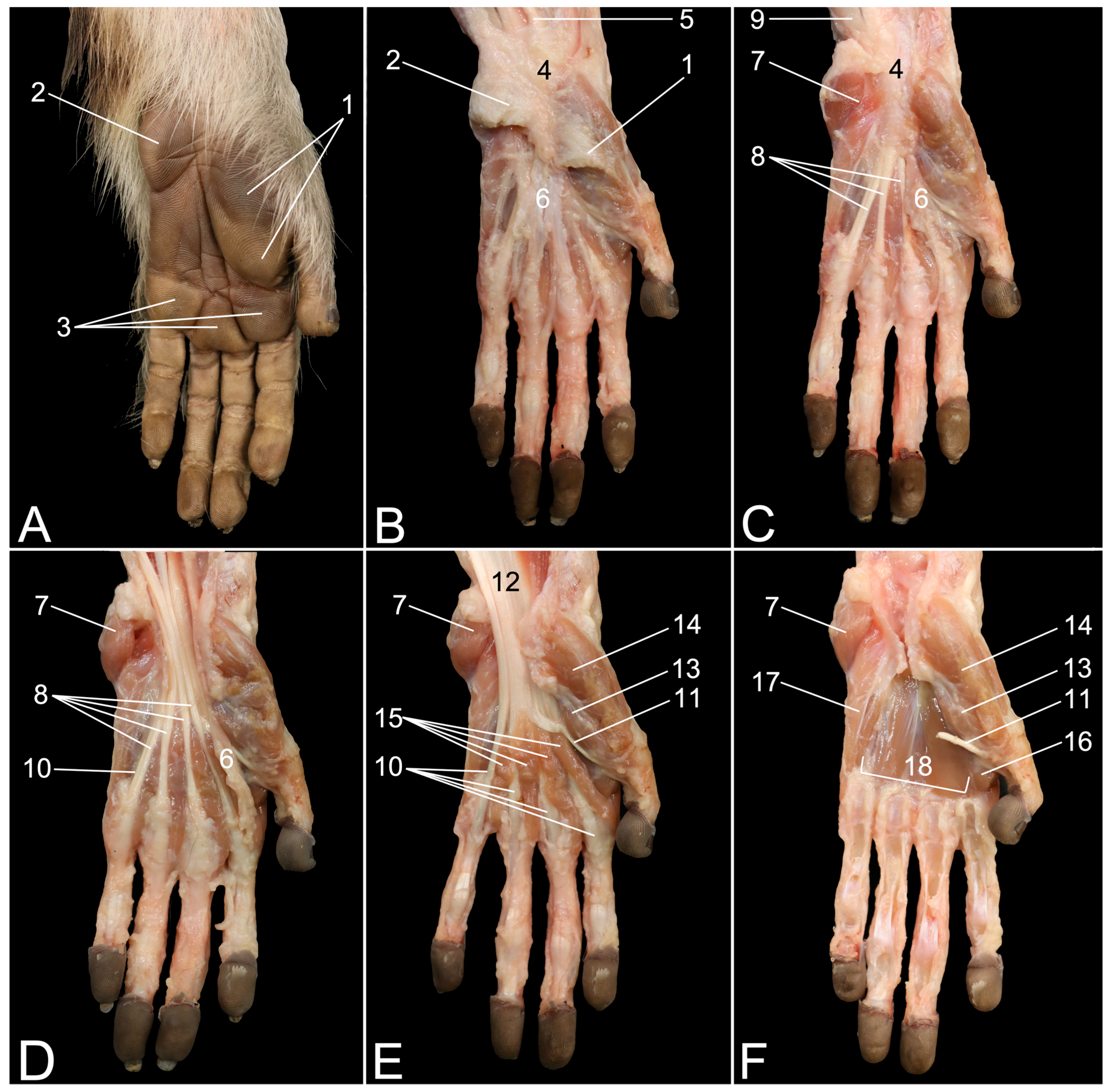 Anatomia 03 00013 g002 Anatomia 03 00013 g002