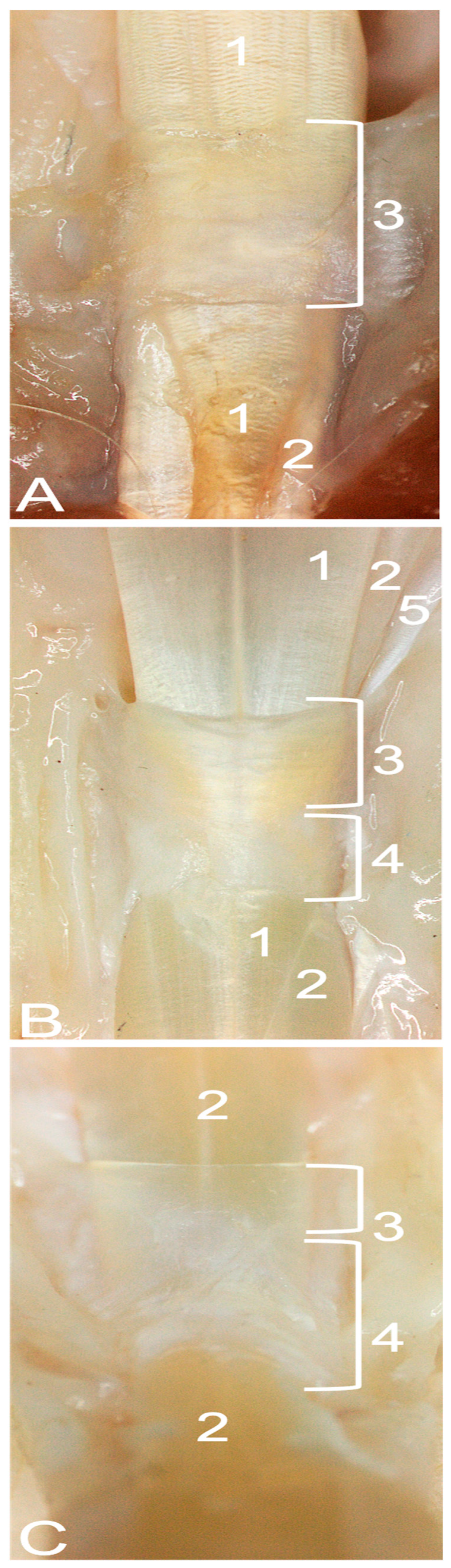 Anatomia 03 00013 g003 Anatomia 03 00013 g003