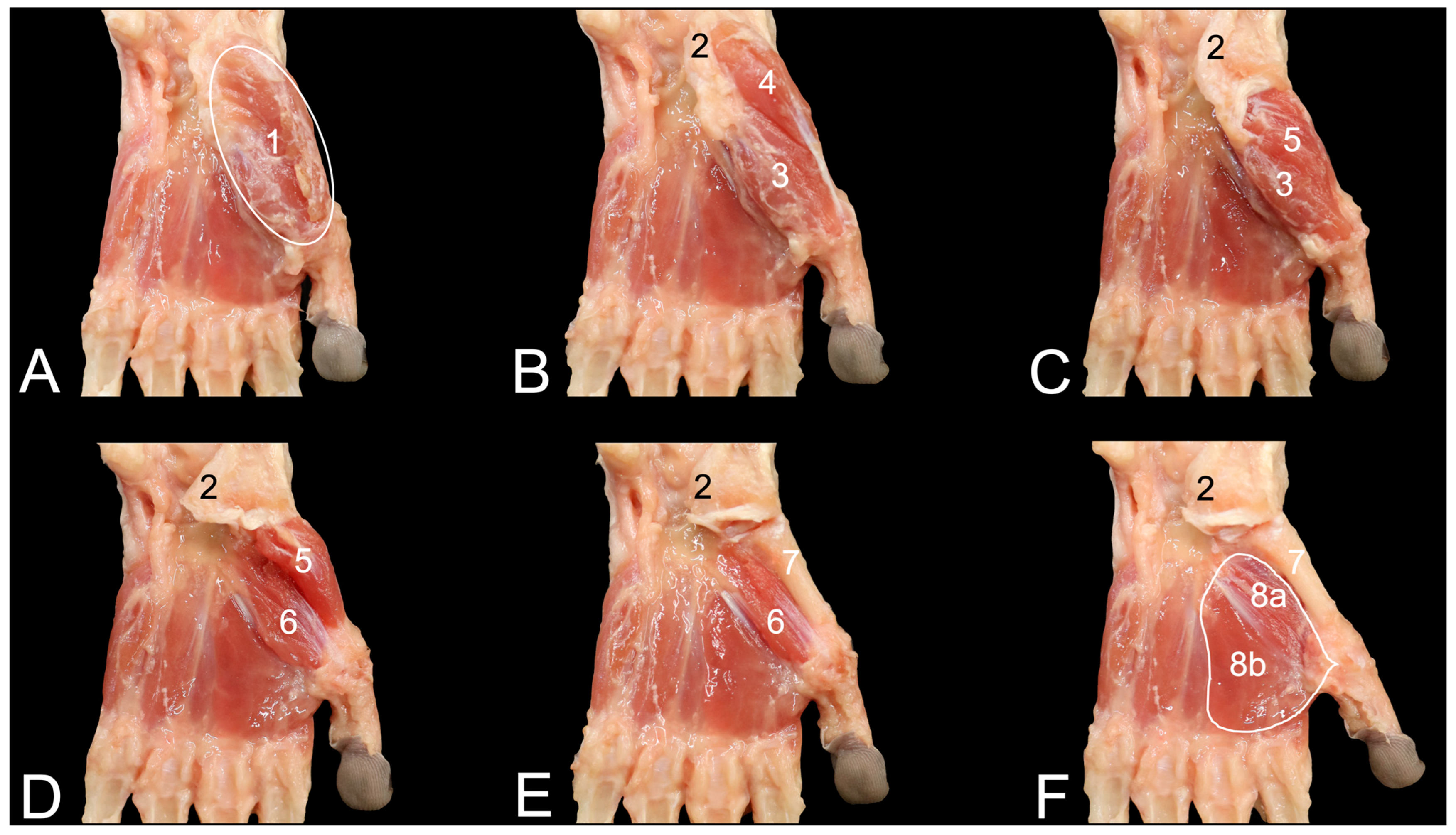 Anatomia 03 00013 g004 Anatomia 03 00013 g004