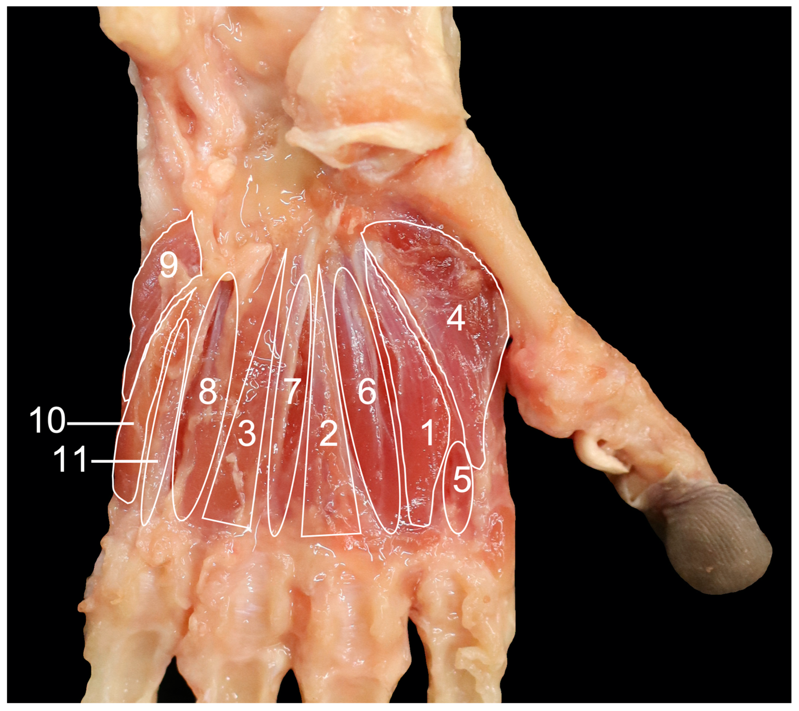 Anatomia 03 00013 g006 Anatomia 03 00013 g006