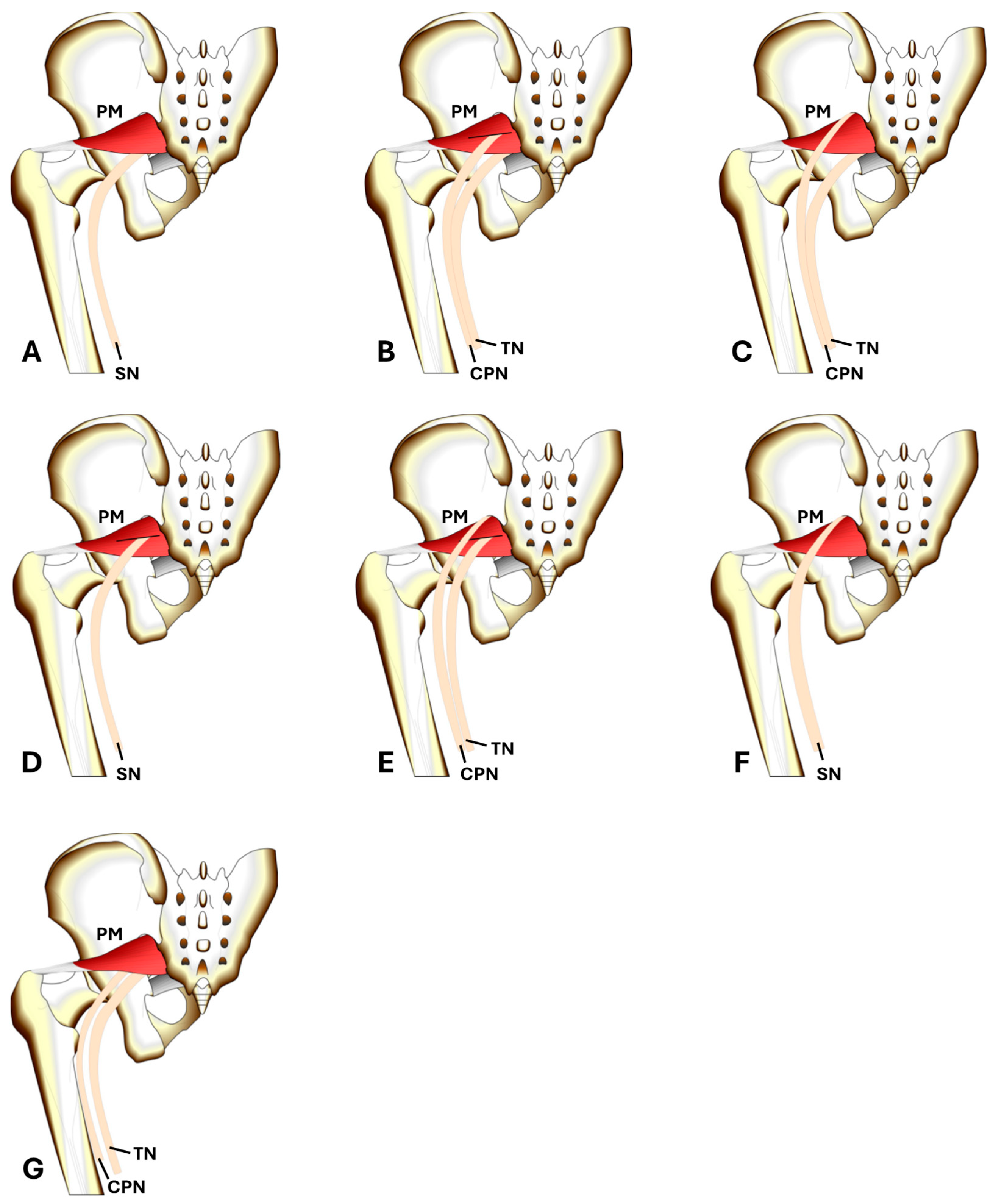 Anatomia 03 00014 g001