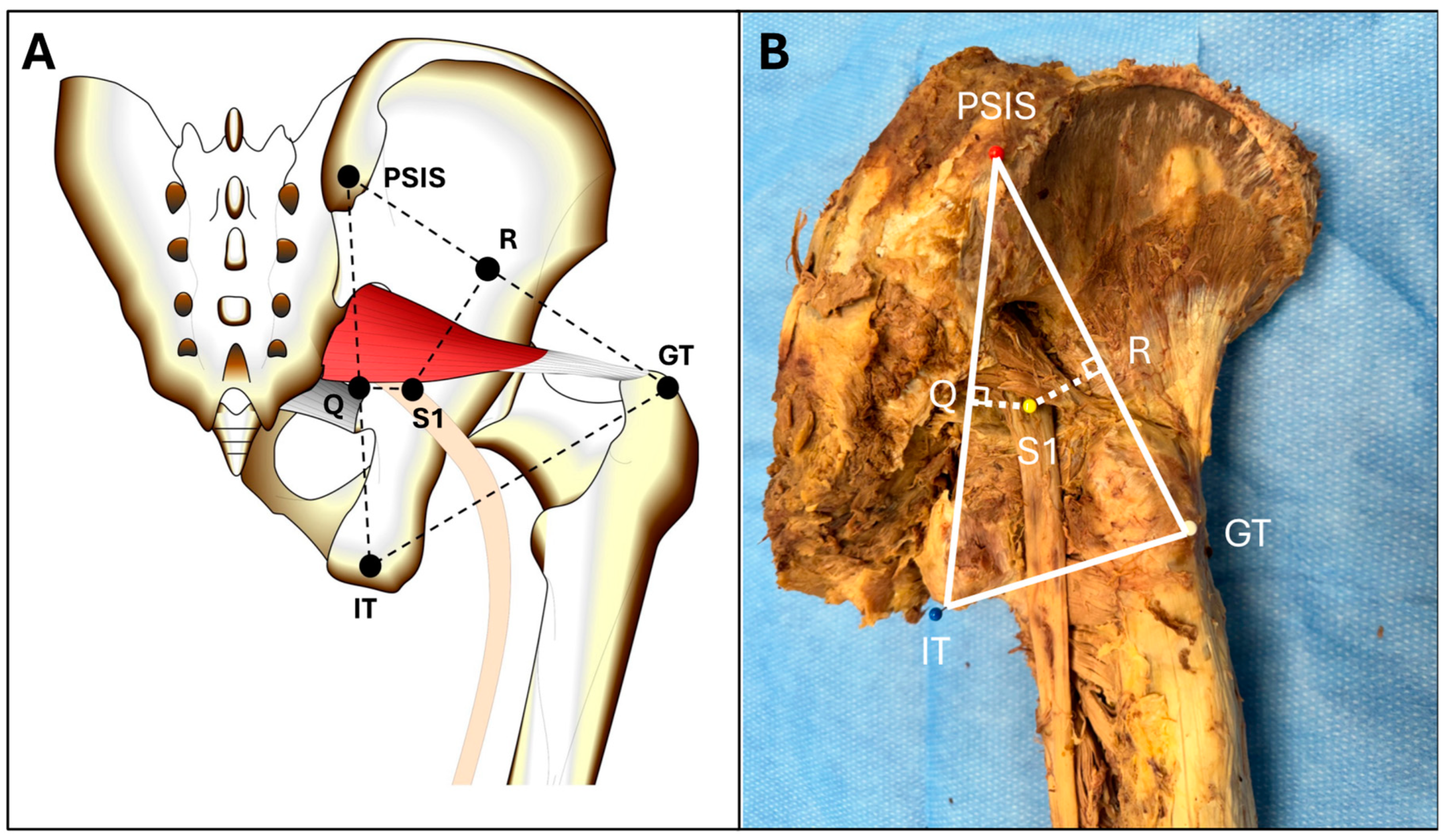Anatomia 03 00014 g002