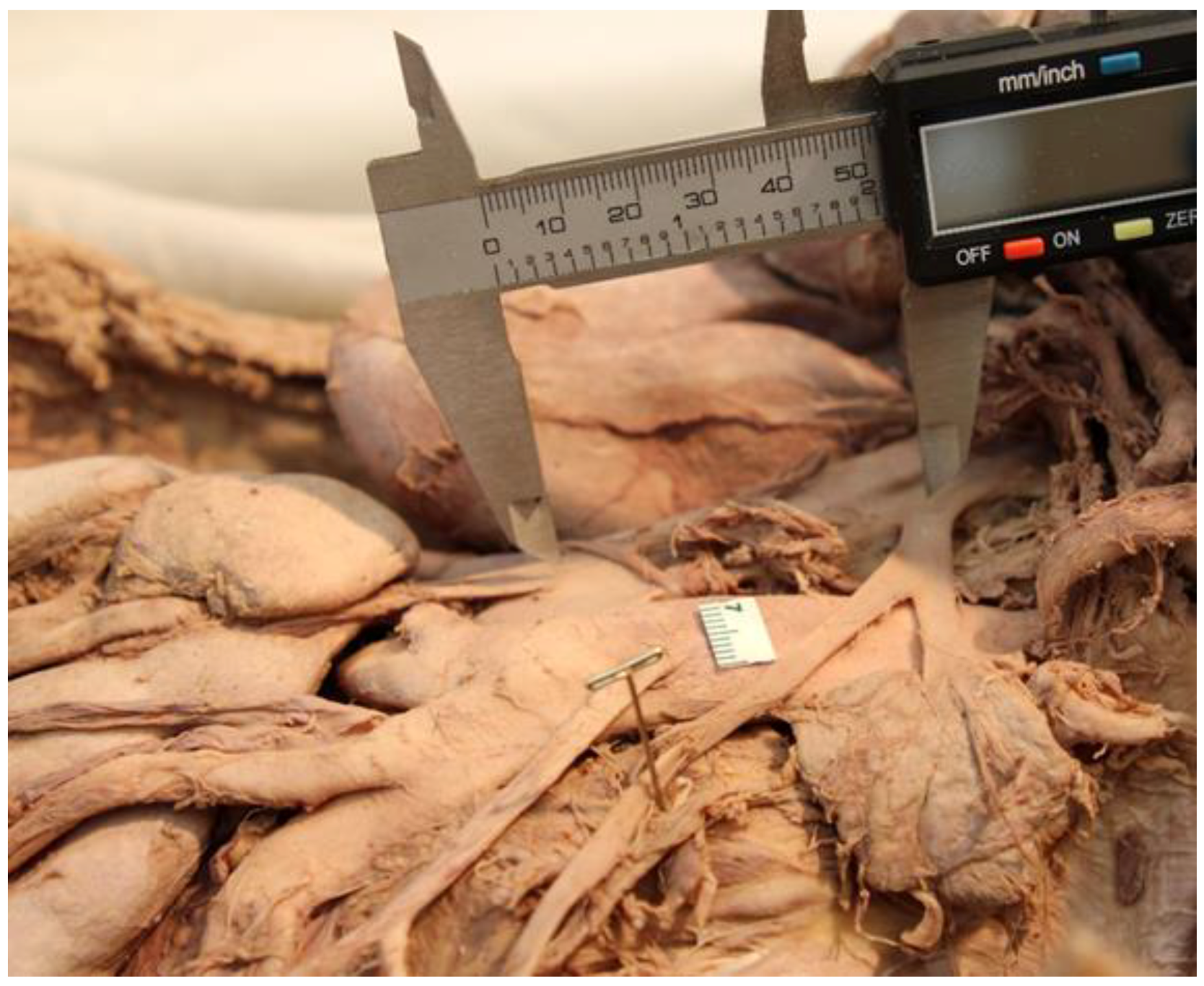 Anatomia 03 00016 g003 Anatomia 03 00016 g003