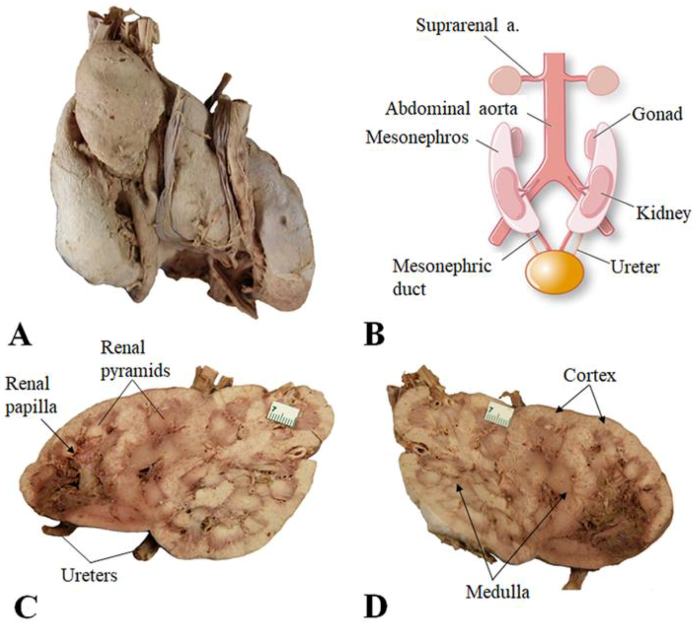 Anatomia 03 00016 g004 Anatomia 03 00016 g004